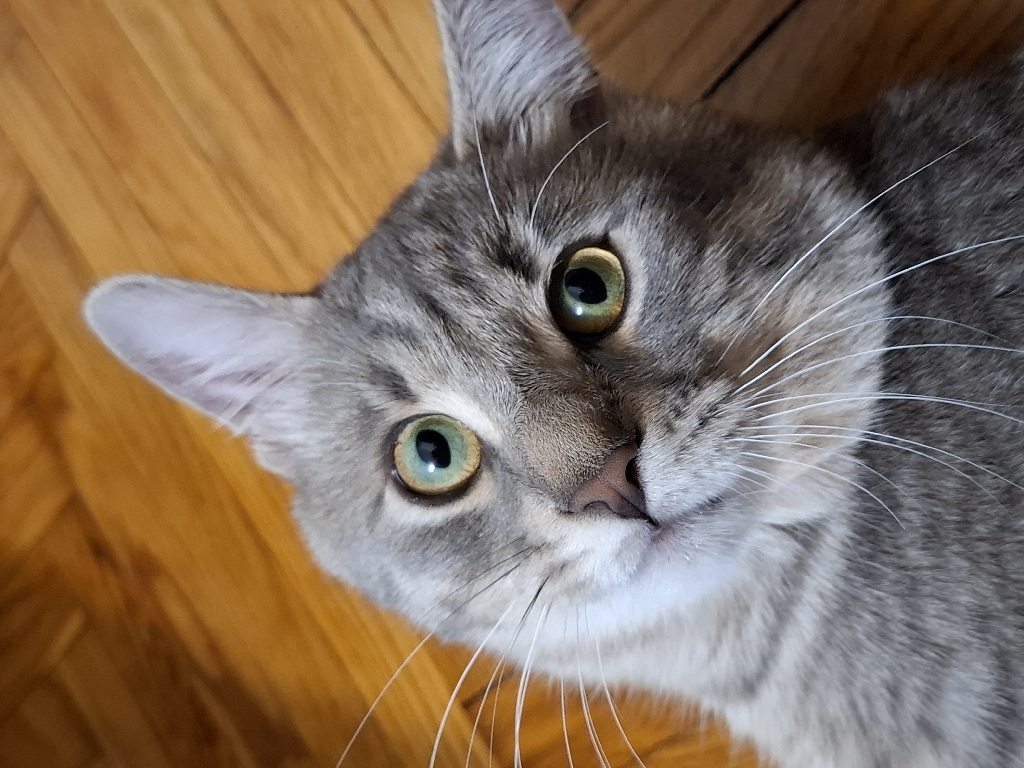 A gray tabby cat with green eyes lies on a wooden floor. The cat is facing upwards and slightly to the left, with its head tilted slightly. The cat's fur is a mix of gray and white, and its whiskers are long and white. The floor is made of light brown wood planks.
I am unable to determine the location as Novi Sad, Serbia.