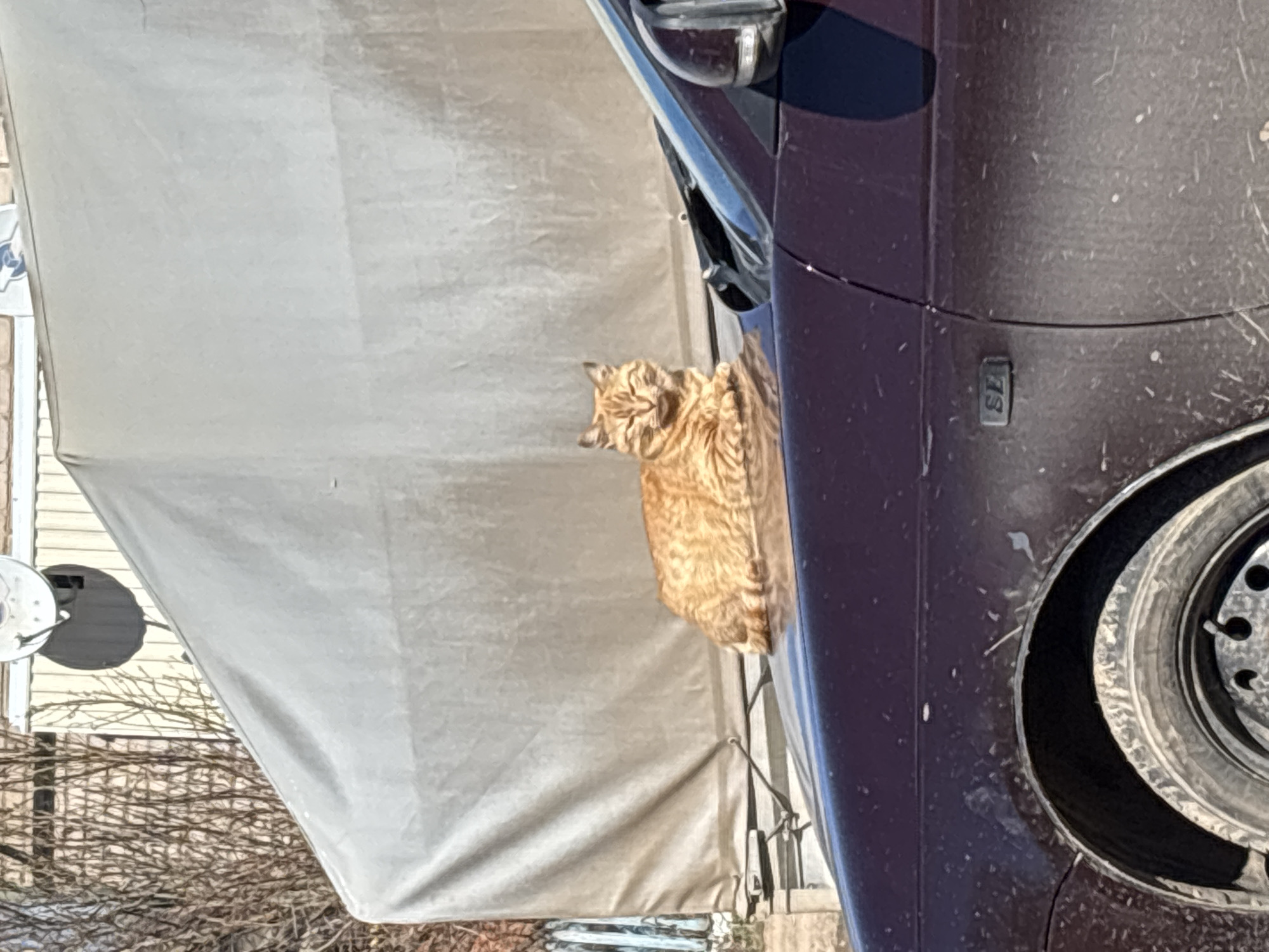 An orange tabby cat sits on the side of a dark-colored car. The car appears to be parked in an outdoor environment. A white, tent-like structure is situated beside the car. In the background, there are bare trees and possibly a building with a satellite dish. Location is uncertain.