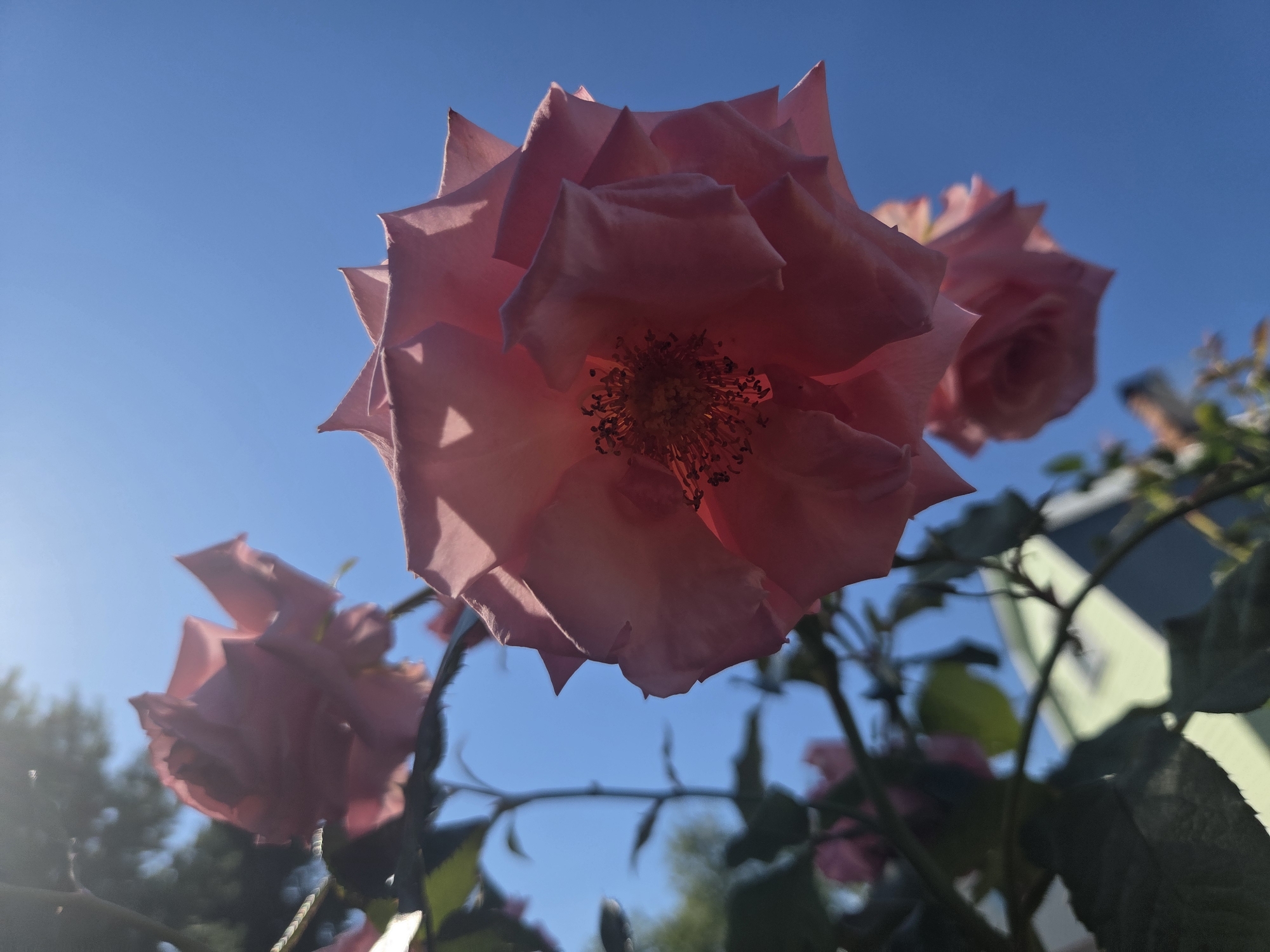 The image displays a close-up, low-angle shot of several pink roses against a clear blue sky. One rose is in sharp focus in the foreground, its petals displaying subtle shadows and highlights from the sunlight. The center of this rose reveals its stamen and pistil. In the background, other roses and foliage are visible, some in soft focus. Partially visible in the upper right quadrant is the corner of a light-colored building with a blue roof, suggesting an urban or suburban setting. The lighting indicates it is daytime, likely late afternoon due to the angle of the sun and the lens flare on the left side of the image. No people are present in the frame.