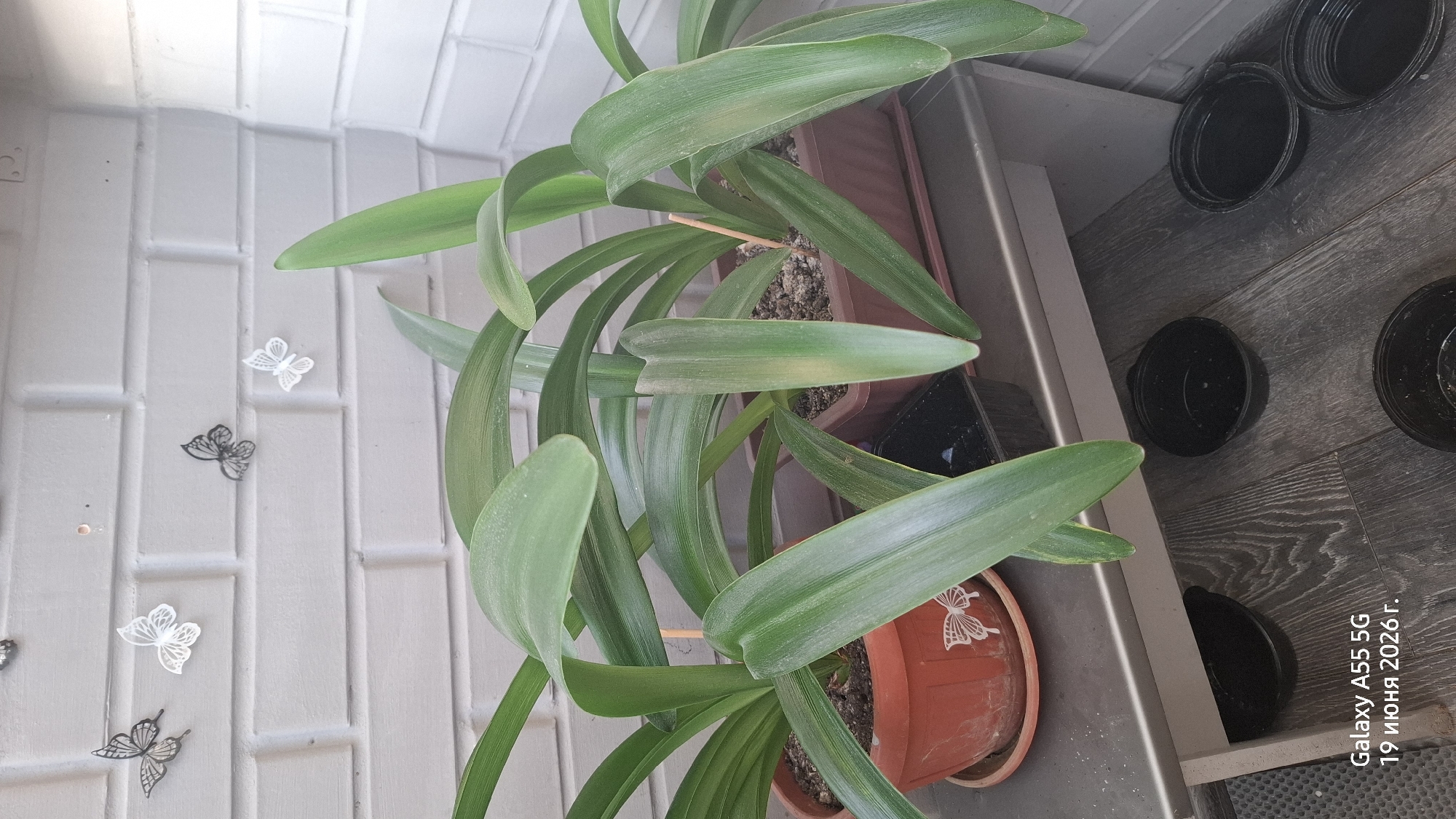 This media file captures a close-up, high-angle shot of a potted plant with long, green leaves. The plant is in a reddish-brown pot, which is sitting on a shelf next to some black containers. The background shows a textured white wall with decorative butterfly decals. The floor beneath the shelf appears to be made of dark wood-look planks.
The scene suggests an indoor setting, possibly a balcony or a windowsill, given the presence of the plant and the exterior-like wall texture. There are no people visible, and the focus is entirely on the plant and its immediate surroundings. The lighting appears to be natural, possibly from daylight, as indicated by the shadows and the overall brightness of the image.
There is text superimposed on the lower right portion of the image, which reads "Galaxy A55 5G 19 июня 2026г." This text likely indicates the device used to capture the image and the date of capture, although the date appears to be in the future.
Notable details include the delicate butterfly stickers on the white wall, adding a touch of whimsy to the scene. The plant's leaves are broad and arching, showing signs of slight dustiness, hinting that it might be an outdoor or semi-outdoor environment. The black containers are stacked and appear to be empty. The overall mood is still and domestic, focusing on the simple beauty of the plant and its decorative elements.
