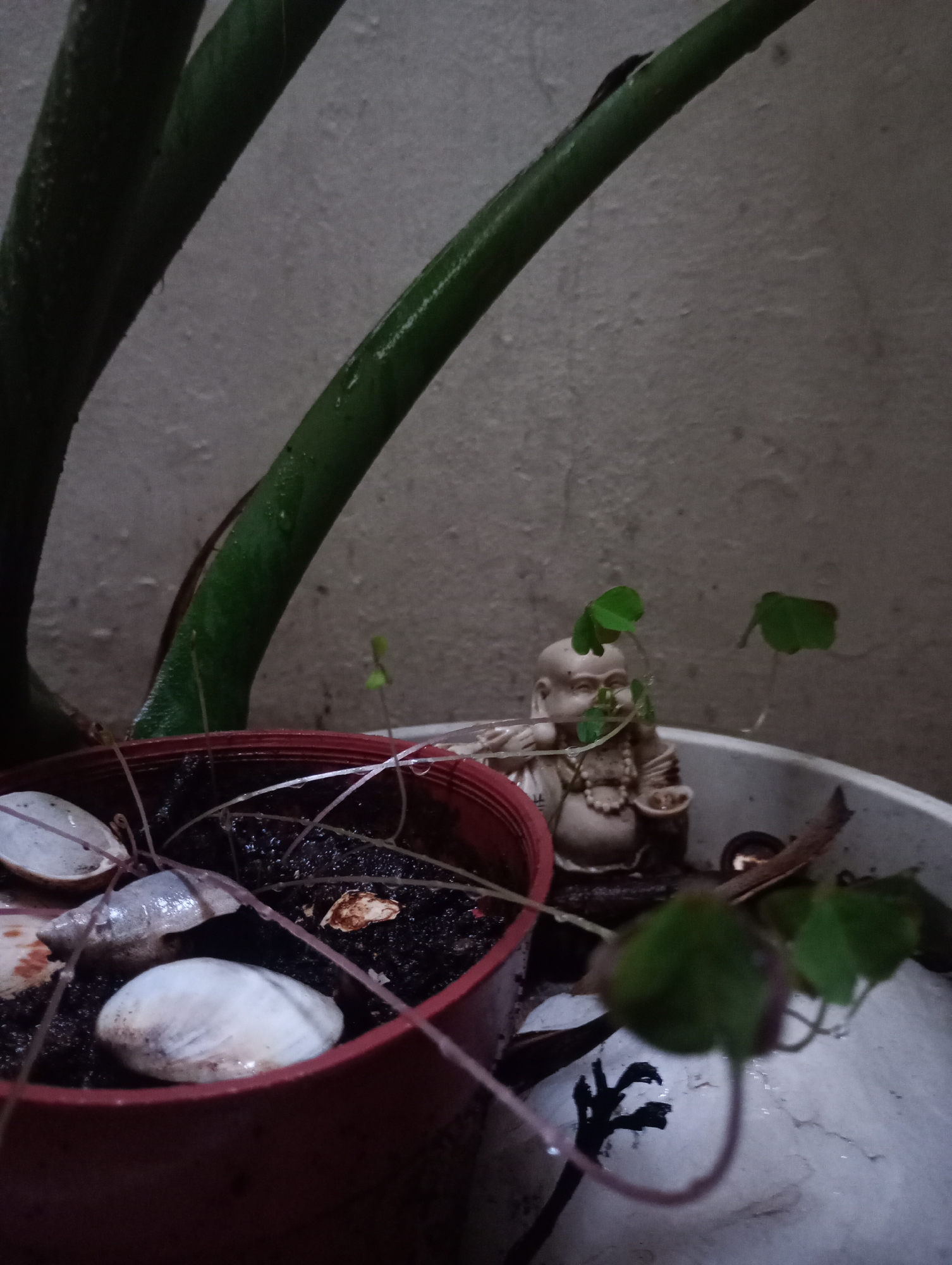 A photograph depicts a small, red plastic flowerpot sitting inside a larger, white container. The smaller pot contains dark soil, several white seashells, and slender, light-colored plant stems. A miniature Buddha statue rests near the smaller pot, partially obscured by a three-leaf clover plant. The leaves of another plant, possibly a Bird of Paradise, are visible in the background. The background also features a textured gray wall. There is no explicit evidence in the image to confirm its location in Buenos Aires, Argentina.
