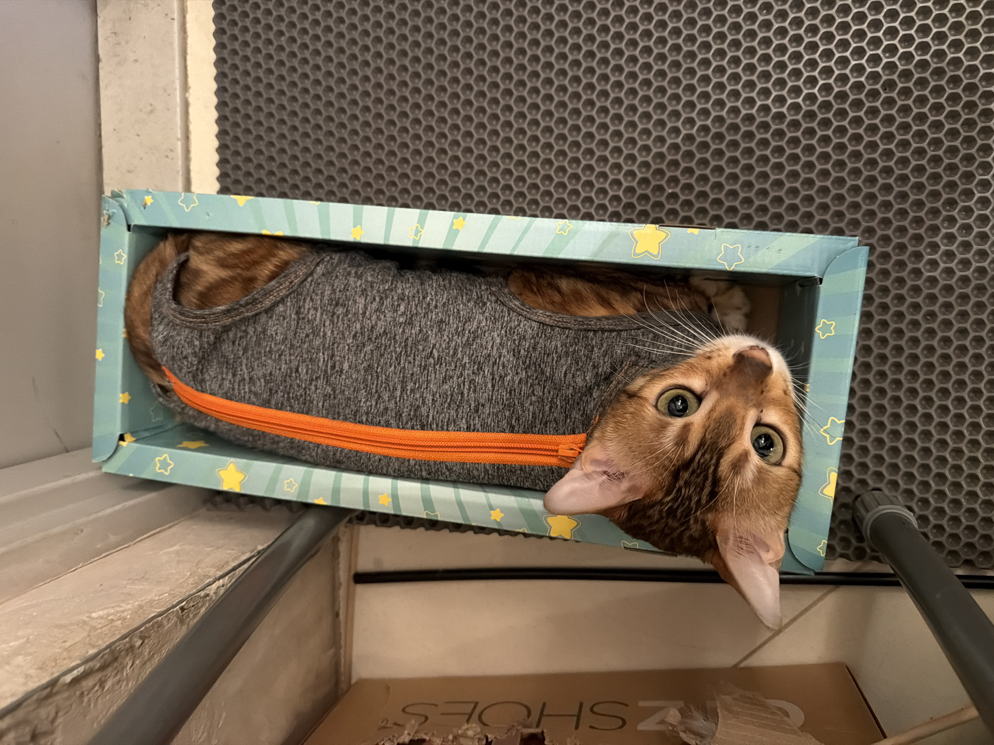 A Bengal cat is resting inside a light blue box decorated with yellow stars, which contains a gray pet garment with an orange zipper. The box is positioned on a shelf above another cardboard box, with a gray ventilation grate visible in the background. The photograph appears to have been taken in an indoor setting. Location in the city of Saint Petersburg, Russia cannot be determined from this image.