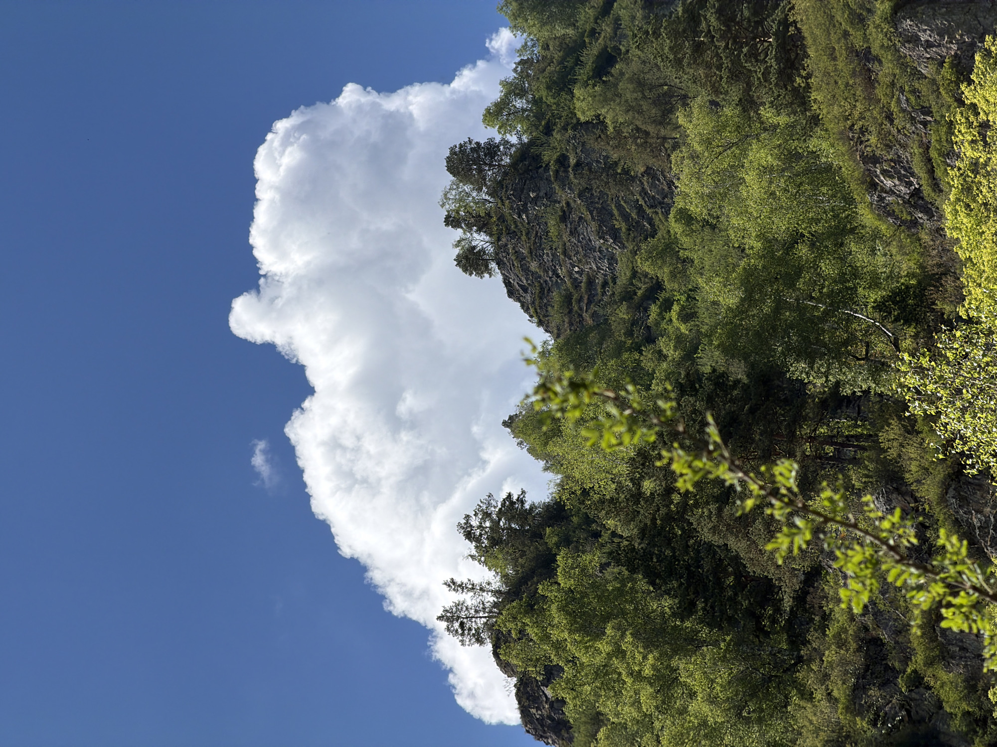 The image depicts a mountainous landscape in Anos, Russia. A prominent, fluffy white cloud dominates the upper portion of the frame against a clear blue sky. The slopes of the mountains are covered with lush green trees, primarily deciduous, with some coniferous trees also visible. Rocky outcrops and sheer rock faces are interspersed with the vegetation. The foreground is blurred, showing branches and leaves of a tree in focus, suggesting the photo was taken from a forest or from a lower vantage point looking up at the mountains. There are no people or man-made structures visible in the scene. The overall impression is one of a vibrant, natural environment under a bright sky.