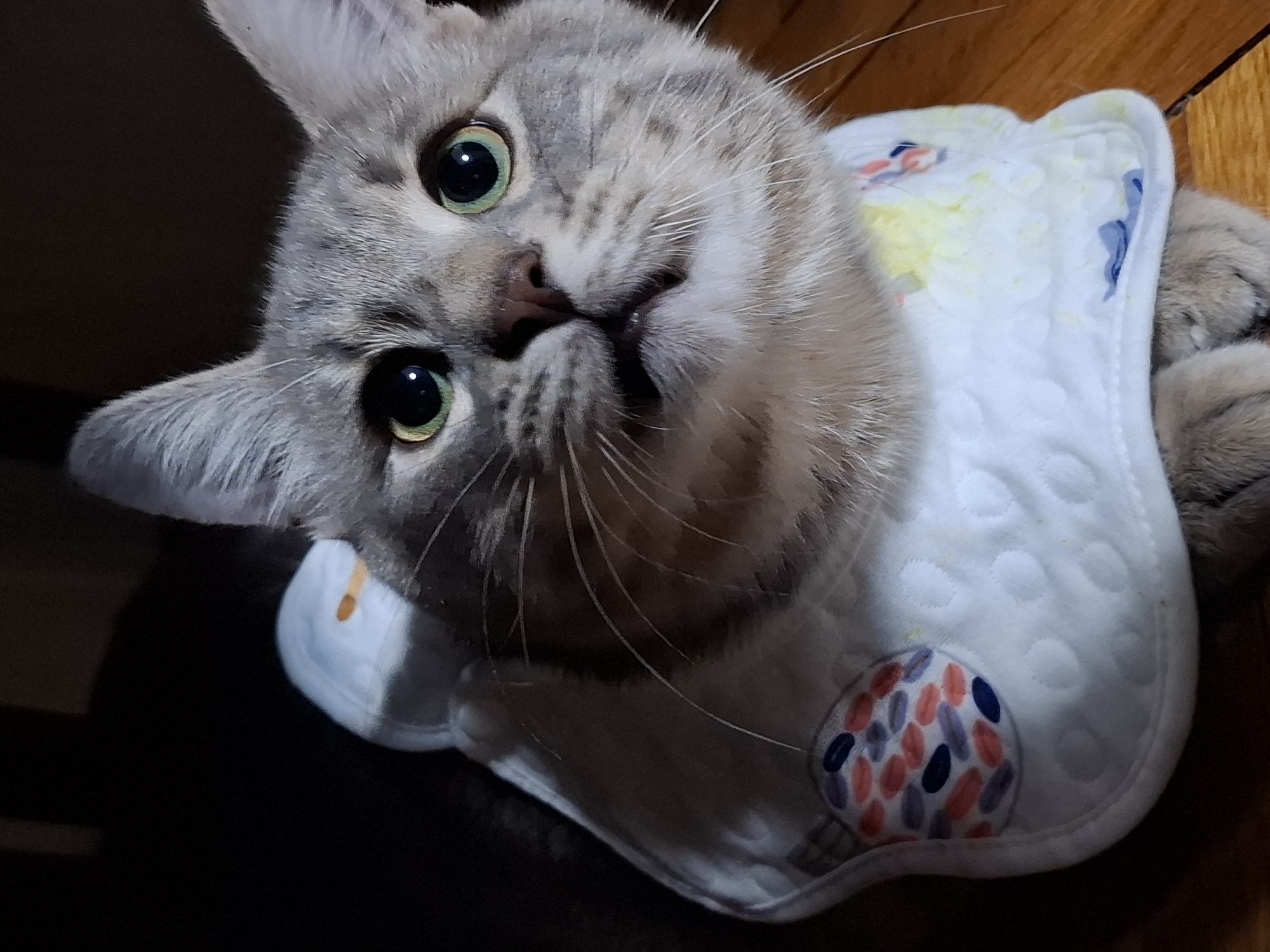 A gray tabby cat with large, green eyes is looking up at the camera. It is wearing a white bib with a pattern of colored shapes. The cat is indoors, likely in a home, based on the wooden floor visible in the background. The location is Novi Sad, Serbia.