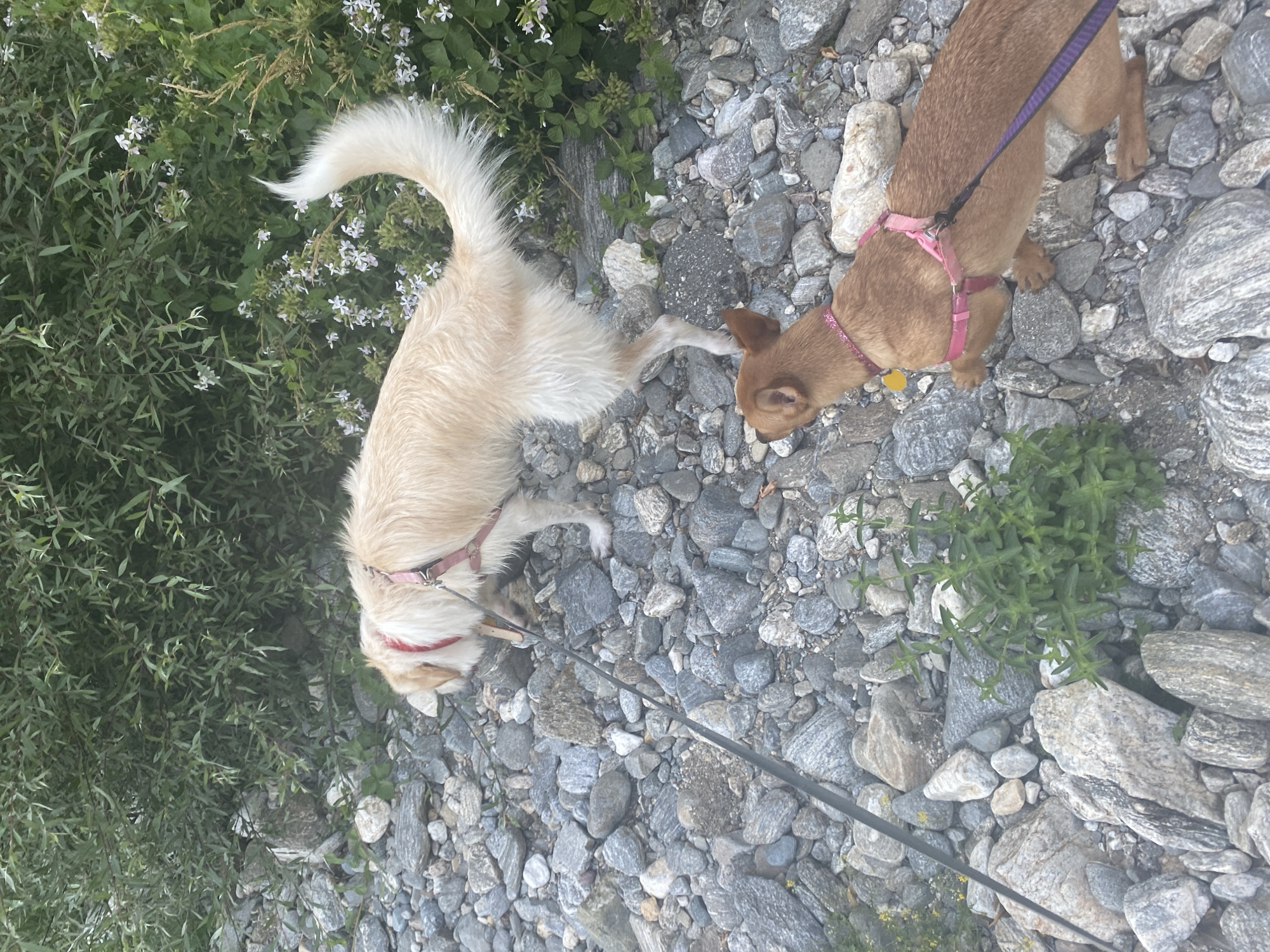 Two dogs are walking on a rocky path near dense green foliage with small white flowers. One dog, larger and lighter in color, is in the background, wearing a red collar and a pink harness. It is sniffing the ground. The other dog, smaller and brown, is in the foreground, also wearing a pink harness and a yellow tag. It is looking towards the larger dog. The ground is covered in various sizes of grey and white rocks. The scene appears to be an outdoor, natural environment.