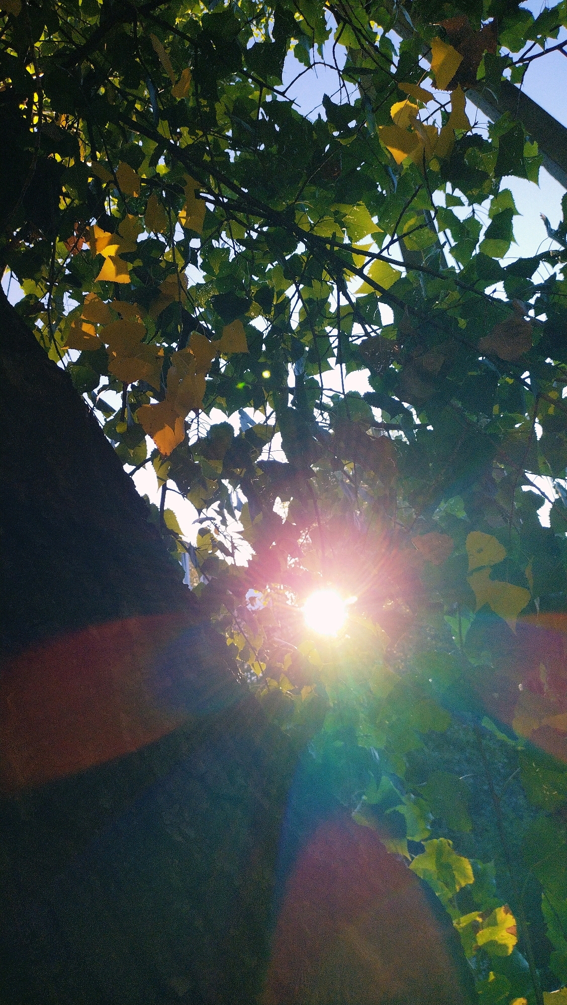 This is a low-angle shot looking up through the leaves of a tree towards the sun, which is positioned in the center of the frame and creating a lens flare. The leaves are a mix of green and yellow, suggesting it might be autumn. A dark tree trunk is visible on the left side of the image. The sky is visible in the background through the gaps in the foliage. The scene appears to be outdoors in a natural setting, possibly a park or a residential area in Horishni Plavni, Ukraine, given the context of the prompt. There are no people or animals visible in the image.