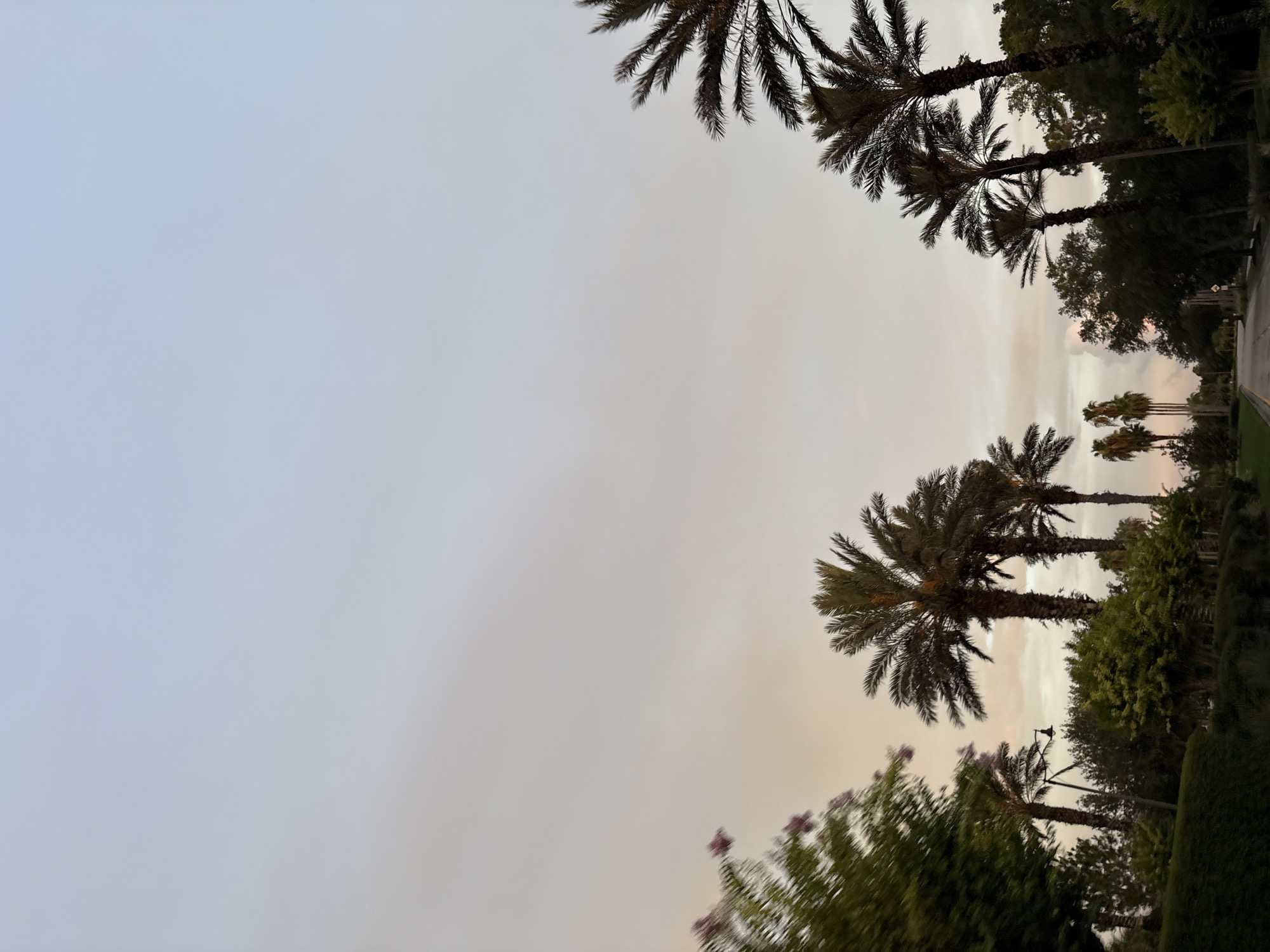 This is a photograph taken in North Port, Florida, USA, depicting a street scene with palm trees. The sky is a pale, hazy color, transitioning from a light blue at the top to a faint peach hue near the horizon. Several tall palm trees are visible, their fronds silhouetted against the sky. Some are clustered together, while others stand more individually. Lush green foliage, including bushes and trees, lines the side of what appears to be a road or pathway. A lamppost is visible among the trees. The lighting suggests it is either dawn or dusk, creating a soft, diffused atmosphere. The image has a vertical orientation.