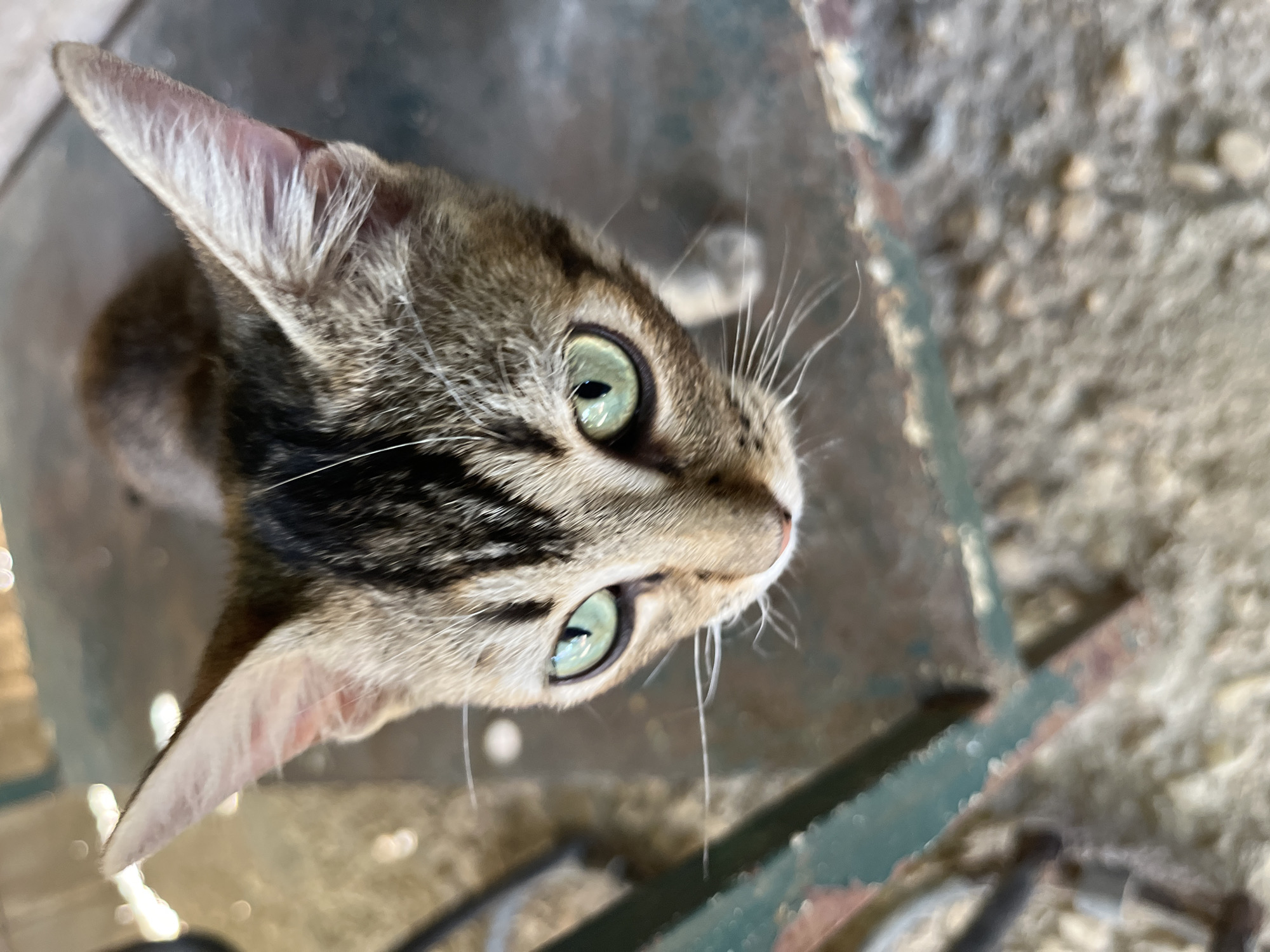 A close-up, high-angle shot shows a tabby cat looking up. The cat has green eyes, a striped forehead, and light pink inner ears. It is standing on or near a weathered, painted metal structure. The background is blurred, but appears to be a concrete or gravel surface. The location is Tinaquillo, Venezuela.