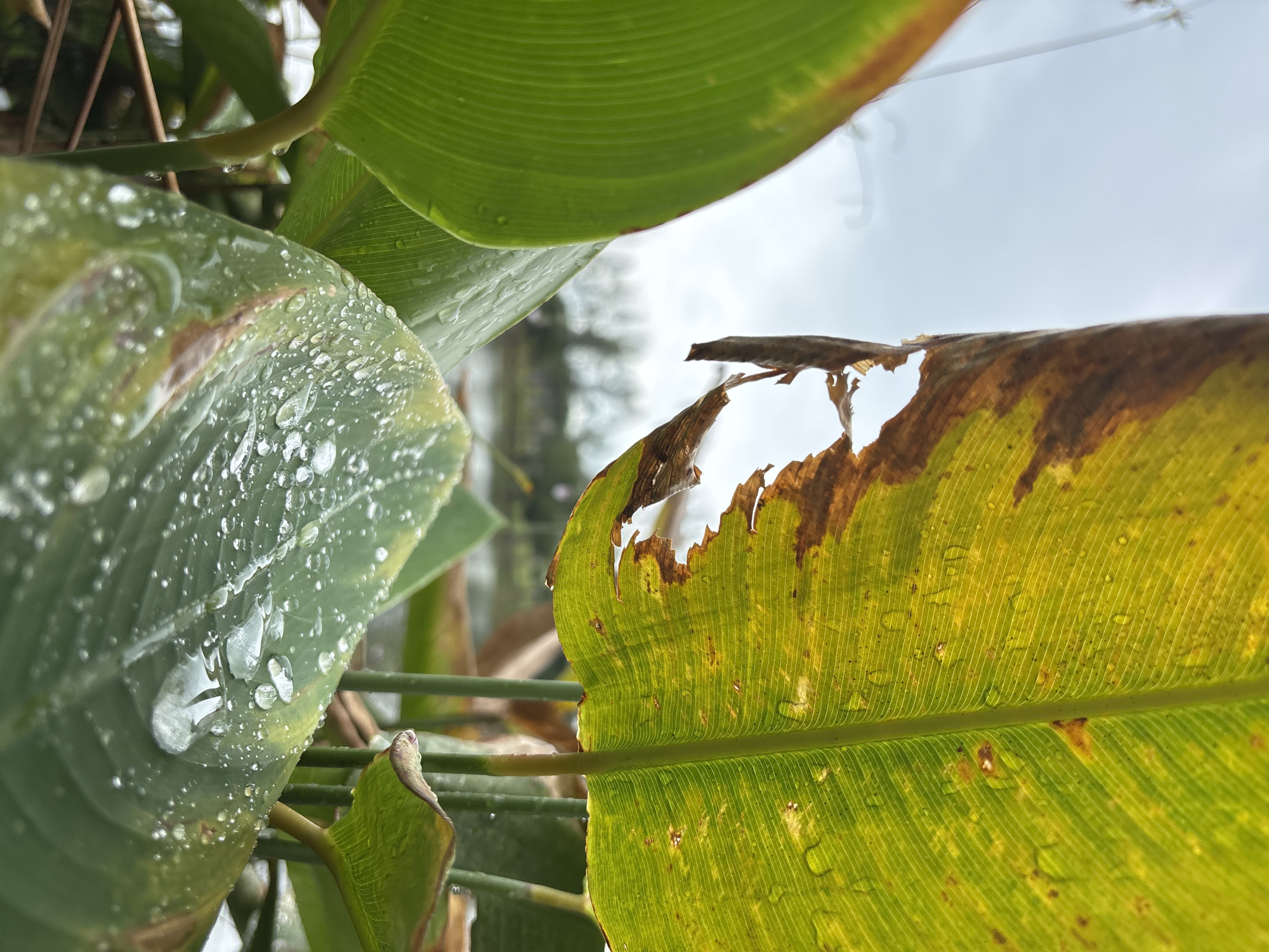 A close-up shot of plant leaves, possibly banana leaves, with water droplets, indicating recent rain. One leaf shows damage, with torn edges and browning. The background is blurry, showing a grey sky and distant foliage, suggesting an outdoor setting, possibly a garden or natural area within Choeng Thale, Thailand. No people are visible.