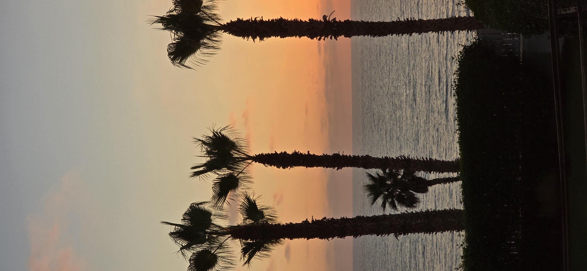 In Bat Yam, Israel, a silhouette of palm trees stands against a gradient sky transitioning from pale blue at the top to a warm orange hue near the horizon, indicative of either sunrise or sunset. The ocean stretches out beyond the palm trees, its surface rippled with subtle movement. In the foreground, a dark, dense hedge forms a horizontal band, obscuring the ground below. The overall scene is one of natural tranquility, with the palm trees framing the expansive ocean and sky.