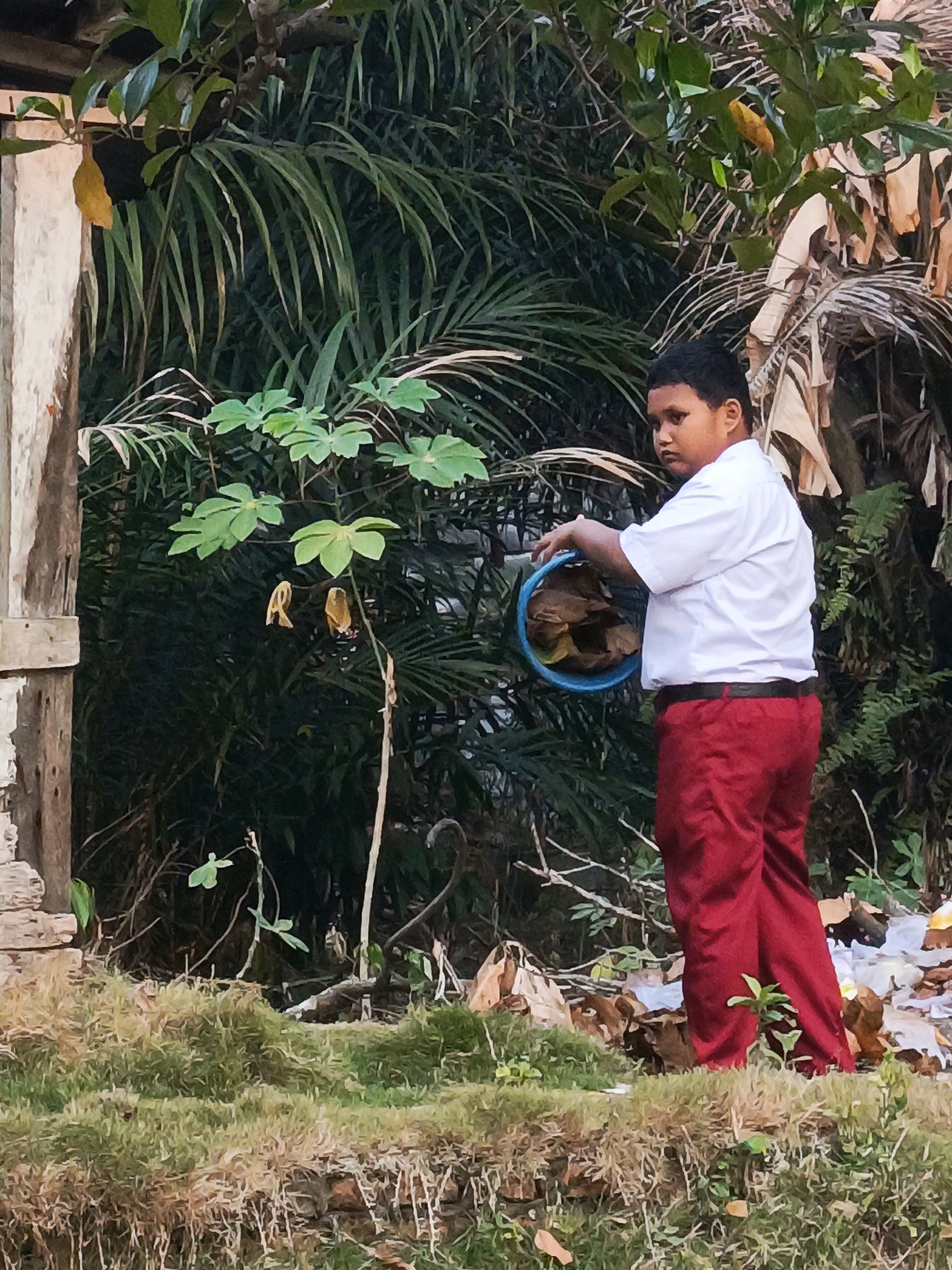 In an outdoor setting, a young boy in a white shirt and red pants stands facing right, holding a blue bucket filled with leaves. He appears to be in a residential area of Megang Sakti II, Indonesia, as indicated by the presence of lush vegetation typical of the region. The background consists of dense foliage, including palm trees and other tropical plants, suggesting a tropical climate. The ground is covered with dry grass and scattered leaves, indicating a possible dry season. A wooden structure is visible on the left side of the frame, possibly part of a house or fence. The overall scene is candid and natural, capturing a moment of everyday life.