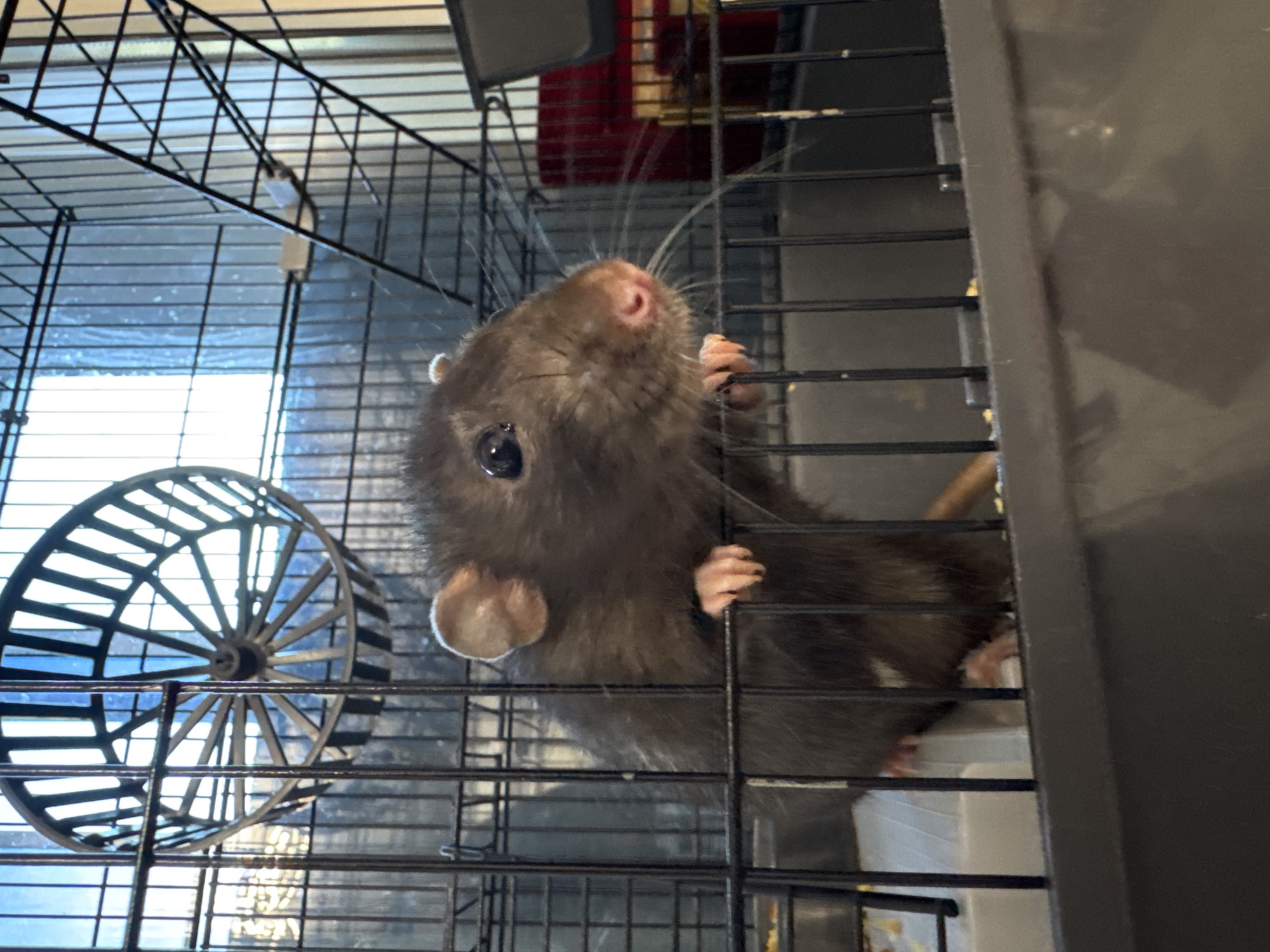 An eye-level shot captures a dark brown or grey rat standing on its hind legs inside a black wire cage. The rat's front paws are gripping the vertical bars of the cage, and it is looking upwards and slightly to the right with its large, dark eyes. Its pinkish nose and prominent long whiskers are clearly visible. Its left ear is also clearly visible, a pale pink color.
To the left of the rat, a large, spoked exercise wheel, also made of black bars, is positioned inside the cage. In the upper background, partially visible through the cage bars, is what appears to be a small water bottle. The lighting suggests an indoor setting, possibly with a window or bright light source behind the cage, as a lighter area is visible through the bars in the background. A red object is faintly visible in the upper right background. The bottom of the cage features a light-colored plastic tray, with some scattered yellowish food particles visible on it.
The rat's posture suggests curiosity or alertness, as it appears to be observing something outside or above its cage. No text is visible in the image.