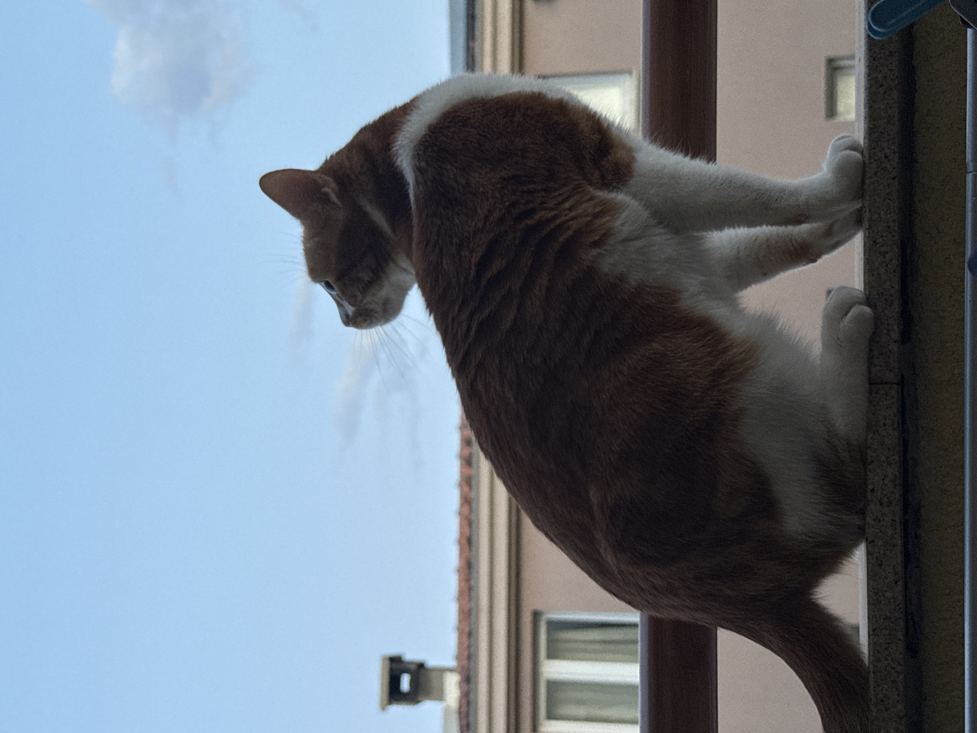 A ginger and white cat perches precariously on a ledge or balcony, its gaze directed downwards. The cat is positioned against a backdrop of a clear, light blue sky with a few faint clouds visible in the top left corner. In the background, a building with multiple windows is partially visible. The scene appears to be set in an urban environment, given the architectural elements. It is not possible to identify the location in the city of Bar, Montenegro from the given information.