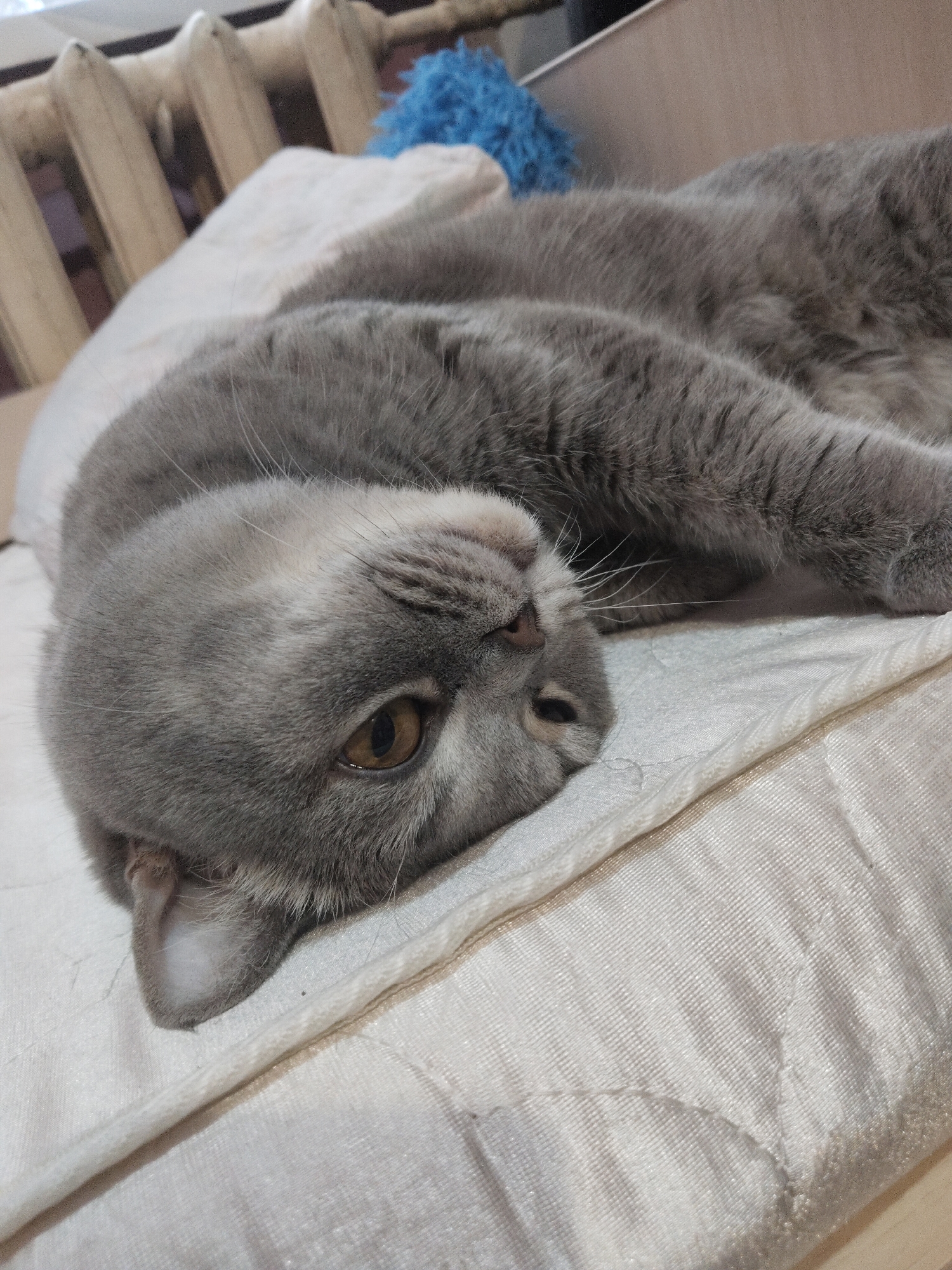 The image displays a close-up, slightly low-angle shot of a relaxed gray cat, likely a British Shorthair, resting indoors. The cat is lying on its left side on a light-colored, textured fabric surface, which appears to be a quilted bed or cushion. Its head is tilted upwards, revealing its amber-brown eye and a gentle gaze directed towards the viewer. The cat's fur is a uniform slate gray, dense and soft, with visible white whiskers fanning out from its muzzle. One ear is partially visible, also gray with lighter inner fur.
In the background, behind the cat's body, a light-beige, ribbed object, possibly a radiator or part of a bed frame, is discernible. A small, vibrant blue, fluffy object is also partially visible in the distant background, suggesting a toy or a decorative item. The lighting in the scene is soft and ambient, characteristic of indoor lighting, and does not indicate a specific time of day or external weather. The overall mood conveyed is one of peaceful repose and gentle observation. There is no visible text in the image.