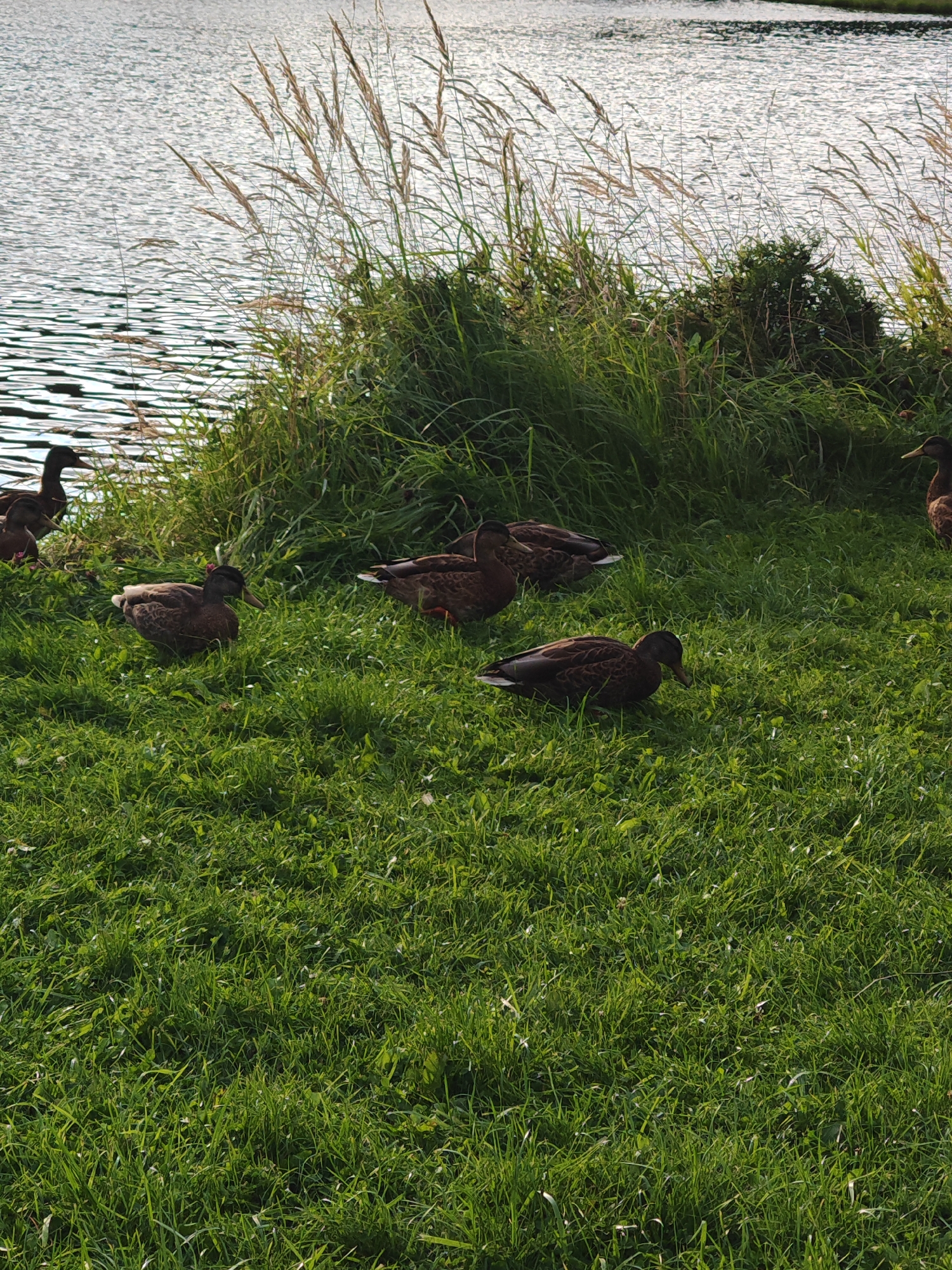 In the city of Rosinka, Russia, a group of ducks are gathered on the grassy bank of a body of water. The water has a shimmering surface, reflecting the light. Tall grasses and reeds grow along the edge of the water, creating a natural border. Several ducks are visible on the grass, some standing and others foraging. Their plumage is predominantly brown and mottled. The overall scene depicts a peaceful natural setting within the urban environment.