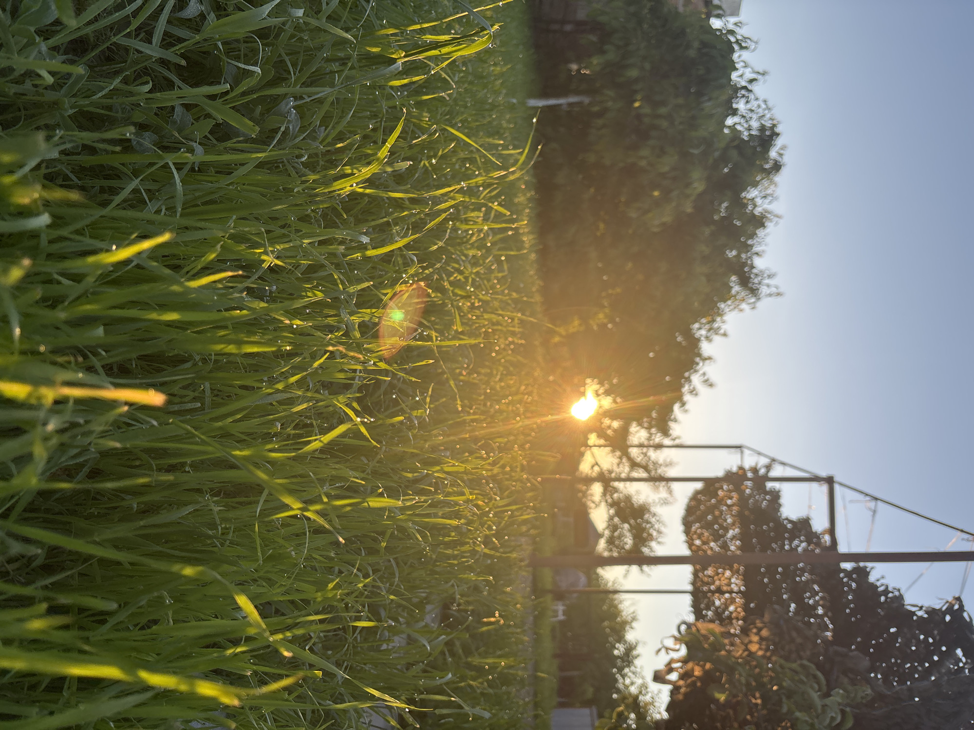 The photograph, taken from a low perspective, captures a vibrant outdoor scene dominated by lush green grass. The foreground and midground feature numerous individual blades of grass, many adorned with glistening water droplets, indicating the presence of dew. A bright, low-lying sun is visible in the midground, casting a warm, golden light across the grass and creating a prominent, multi-colored lens flare.
Beyond the illuminated grass and sun, out-of-focus dark green foliage from trees or large bushes can be seen, along with the distinct, shadowy outlines of a garden structure, possibly a trellis or frame, suggesting a cultivated outdoor space. The background consists of a clear, light blue sky. The combination of dew-covered grass and the sun's low position strongly implies either an early morning sunrise or a late afternoon sunset. The scene conveys a sense of freshness and tranquility. No text is visible in the image.