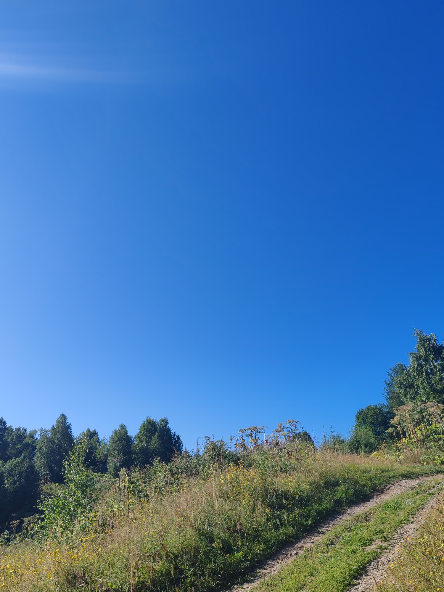 A dirt road curves upwards through a grassy hillside dotted with yellow wildflowers. Dense green trees form a backdrop to the scene, with a clear, bright blue sky overhead. The image appears to be taken in a rural area, possibly in the city of Chuhlem, Russia, given the natural landscape and vegetation. There are no people or animals visible in the frame. The lighting suggests it is a sunny day.