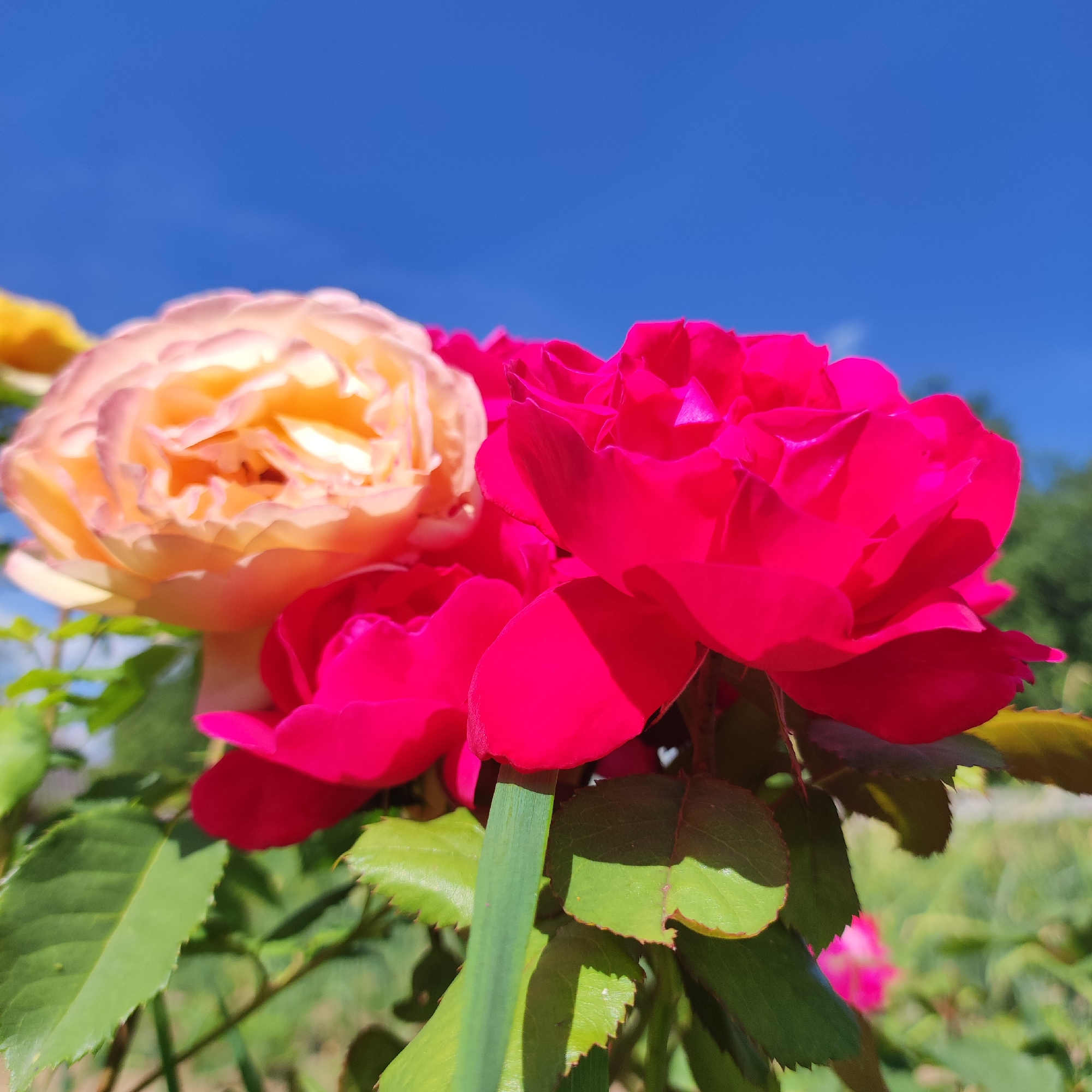 This is a close-up, low-angle outdoor photograph of two roses in bloom against a bright blue sky. The rose in the foreground on the right is a vibrant fuchsia or deep pink color, with its petals open and facing the camera. To the left and slightly behind it is another rose, this one a lighter peachy-pink or pale yellow color, also open and showing its layered petals. Both roses appear to be healthy and in full bloom, with visible green leaves and stems. The background is blurred, with hints of green foliage and possibly other plants. The image does not contain any people or specific landmarks that would indicate a precise location within the city of Navoloki, Russia. It is a general scene of flowers in a natural or garden setting under a clear sky.