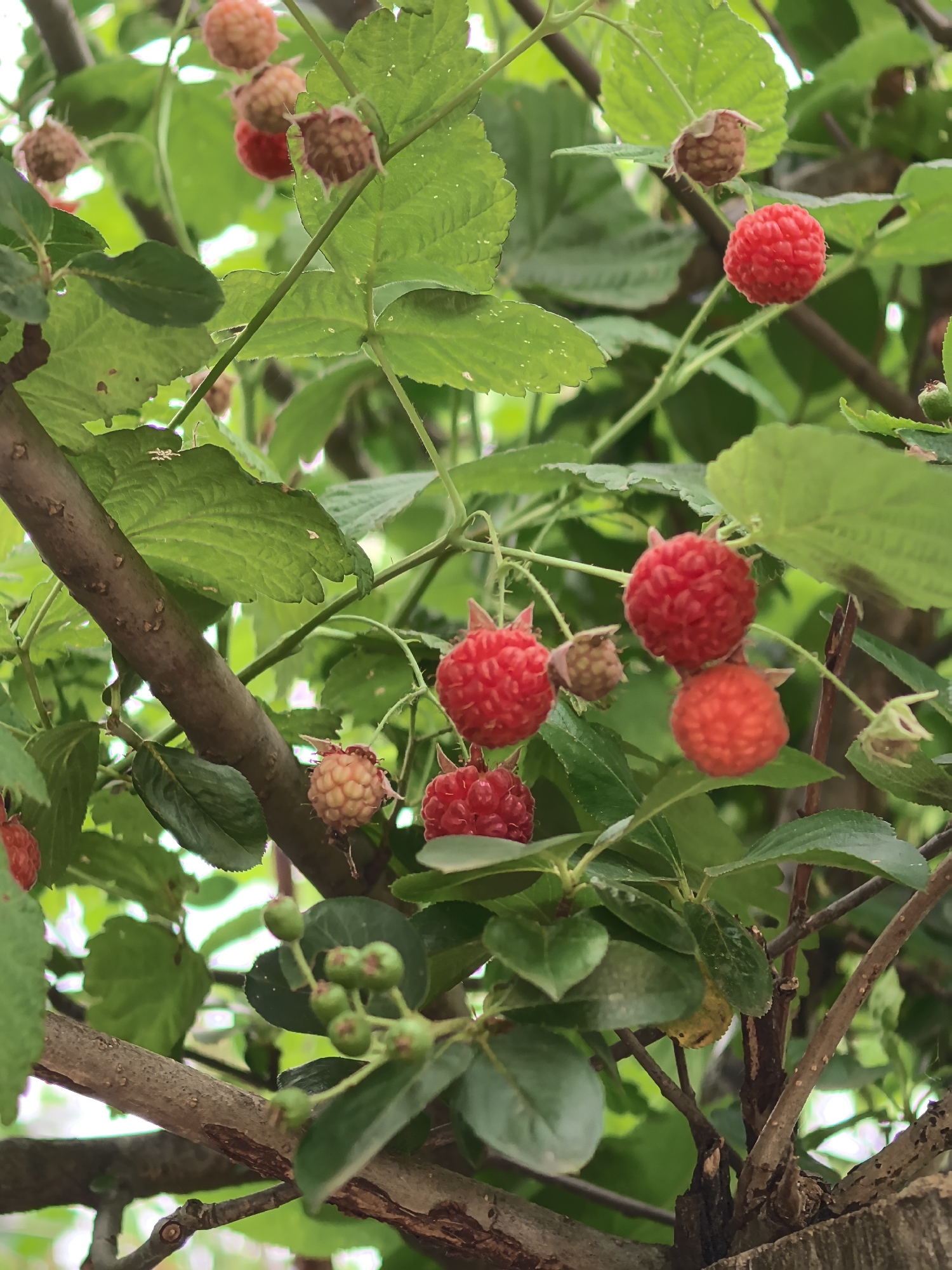 In Garevaya, Russia, this image captures a close-up view of raspberries growing on a bush. The focus is on several clusters of raspberries, some ripe and bright red, others still developing or past their prime, appearing in shades of reddish-brown and pink. The berries are attached to thin stems, surrounded by vibrant green leaves of varying sizes and shapes. A thick, brown branch is visible in the foreground, running diagonally across the frame, with smaller branches and twigs interspersed among the leaves and fruit. The background consists of more green foliage and out-of-focus elements, suggesting a natural, outdoor setting. The lighting appears to be natural daylight, with some areas brighter than others, creating a sense of depth and texture. There are no people or animals present in the image.