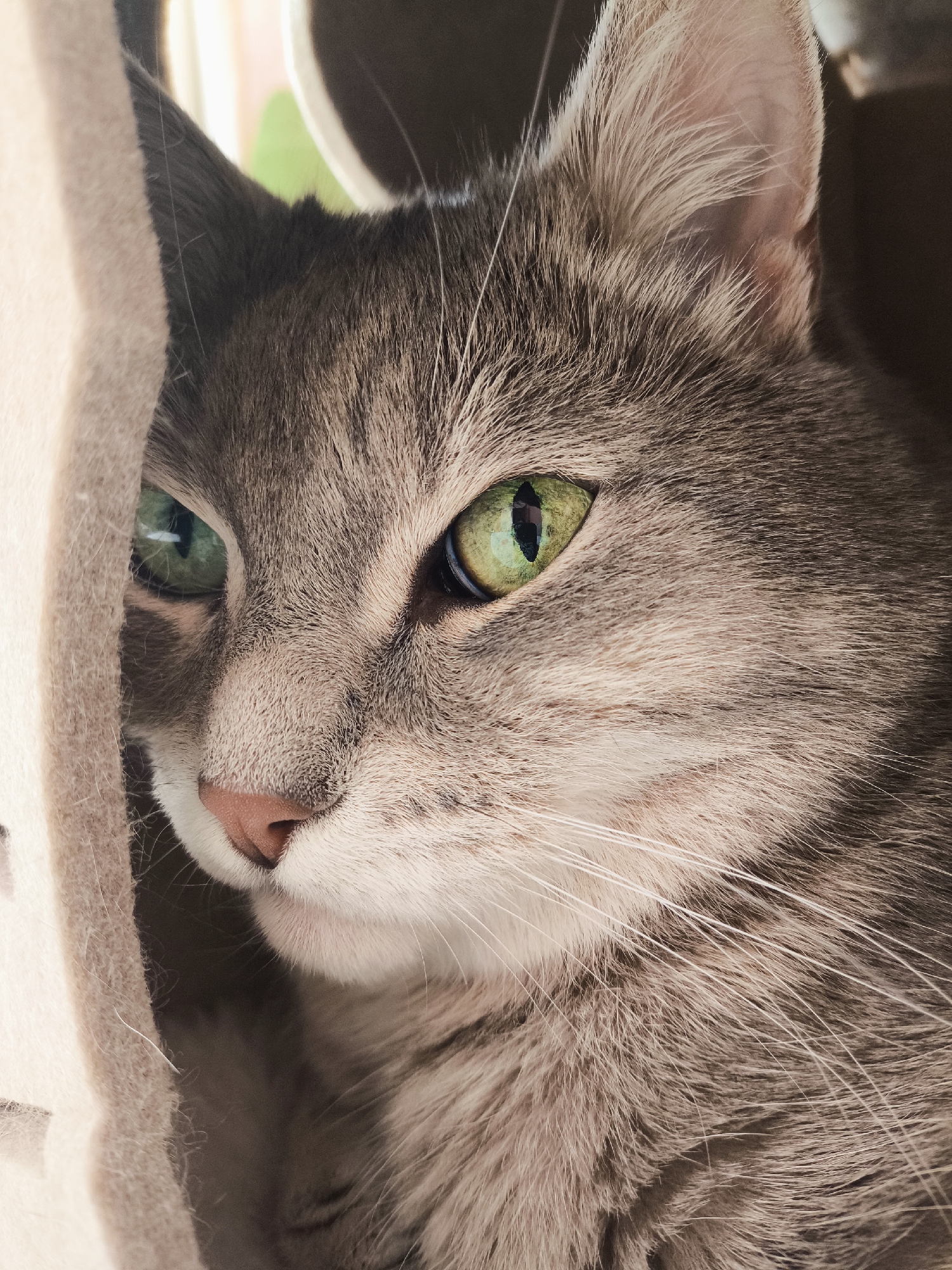 A close-up, eye-level shot shows a grey tabby cat peering from behind a tan fabric structure. The cat's face fills most of the frame, with its bright green eyes being the focal point. One eye is partially obscured by the fabric, creating a peek-a-boo effect. The cat's nose is a soft pink, and its whiskers are long and white, fanning out from its muzzle. The background is blurred, suggesting a shallow depth of field, and includes hints of other soft furnishings and a sliver of bright green, possibly a plant. The lighting is soft and natural, highlighting the texture of the cat's fur.