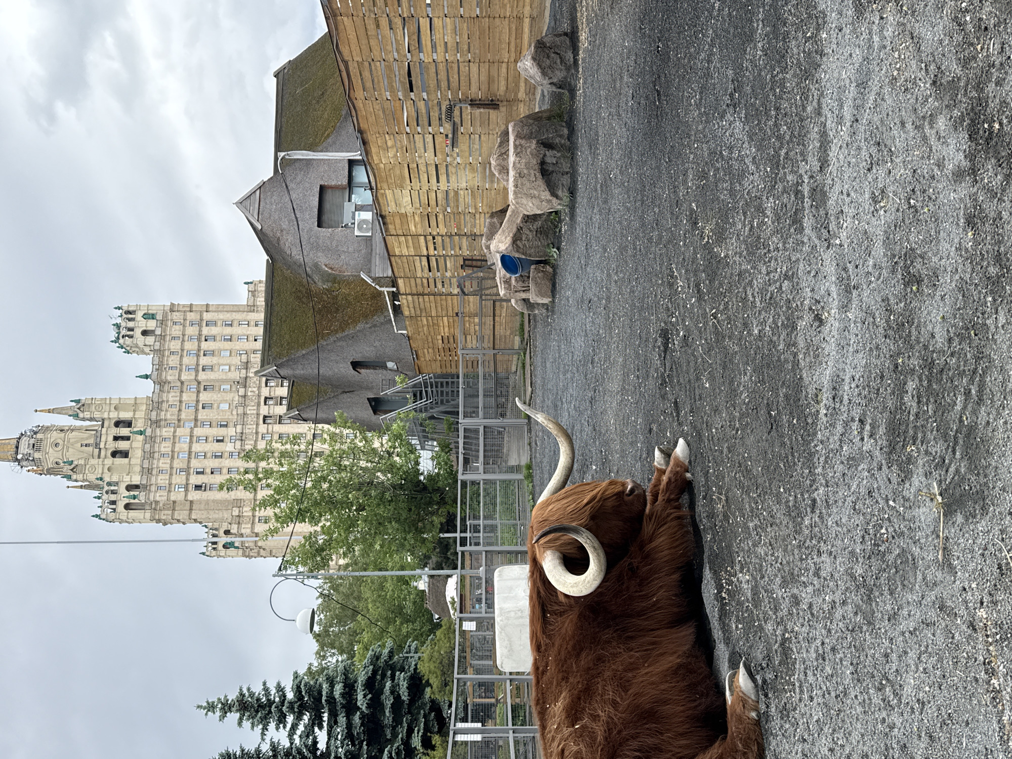 The image shows a Highland cow lying on a gravel surface in what appears to be a zoo or park. Behind the cow is a fence, some trees, and a wooden structure with a green roof. In the background, the Hotel Ukraina (Radisson Collection Hotel, Moscow) is visible, indicating the location is Moscow, Russia. The sky is overcast.