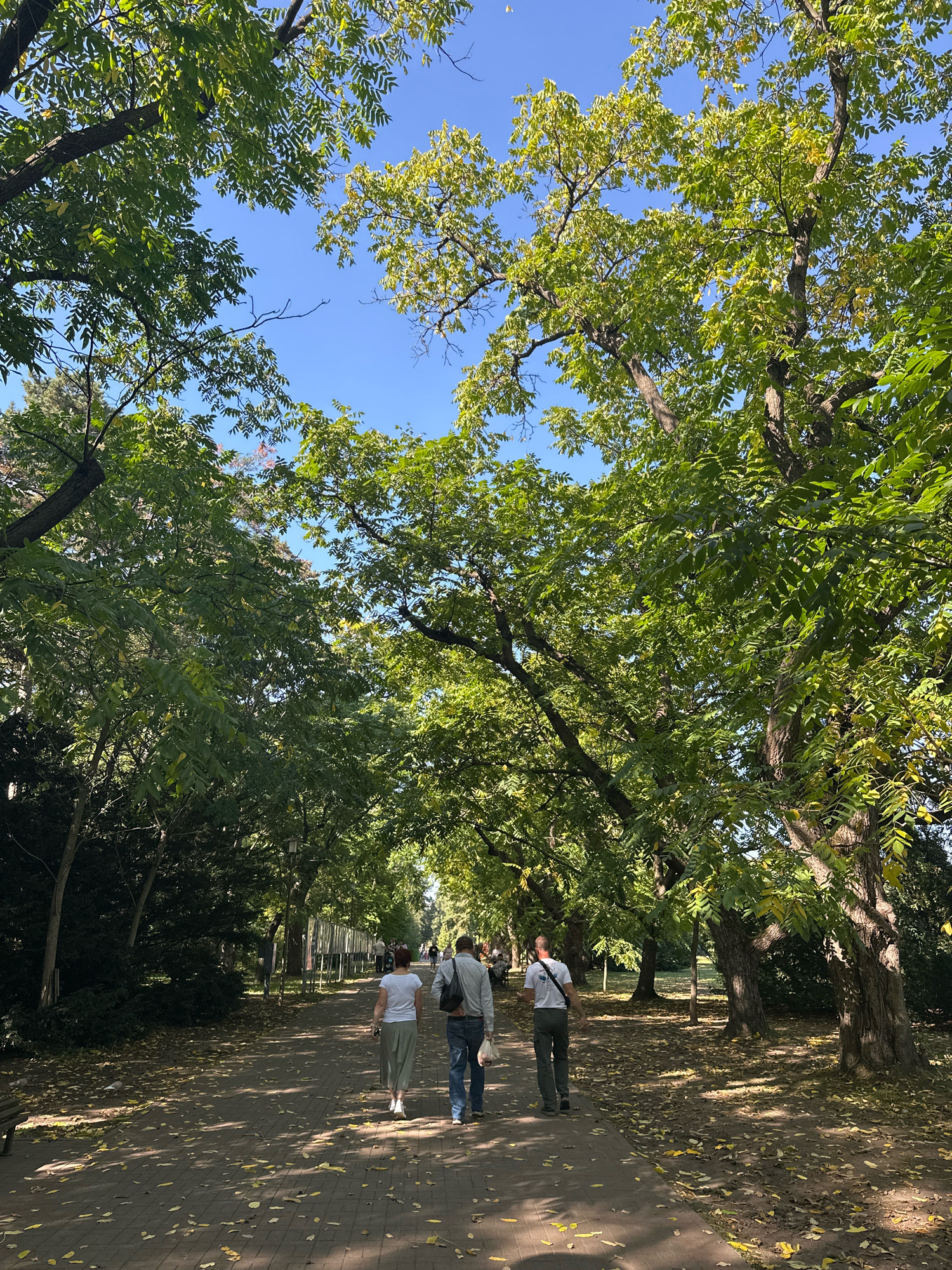 Three individuals are walking away from the camera on a paved park path lined with mature trees. The person in the center is wearing a light-colored button-down shirt and jeans, carrying a dark bag over their left shoulder. To their left, a person in a white t-shirt and a long, light green skirt walks ahead. To the right, a person in a white t-shirt with a graphic on the back and olive-green pants walks alongside. The path is dappled with sunlight and scattered with fallen yellow leaves, suggesting an autumn setting. The trees on either side have abundant green foliage, with some leaves showing yellowing. The sky is clear blue. In the background, other park-goers are visible further down the path, and a row of exhibit panels or posters is set up alongside the walkway. The scene appears to be a public park in Minsk, Belarus, possibly in late September or early October, given the autumnal leaf fall and remaining green foliage.