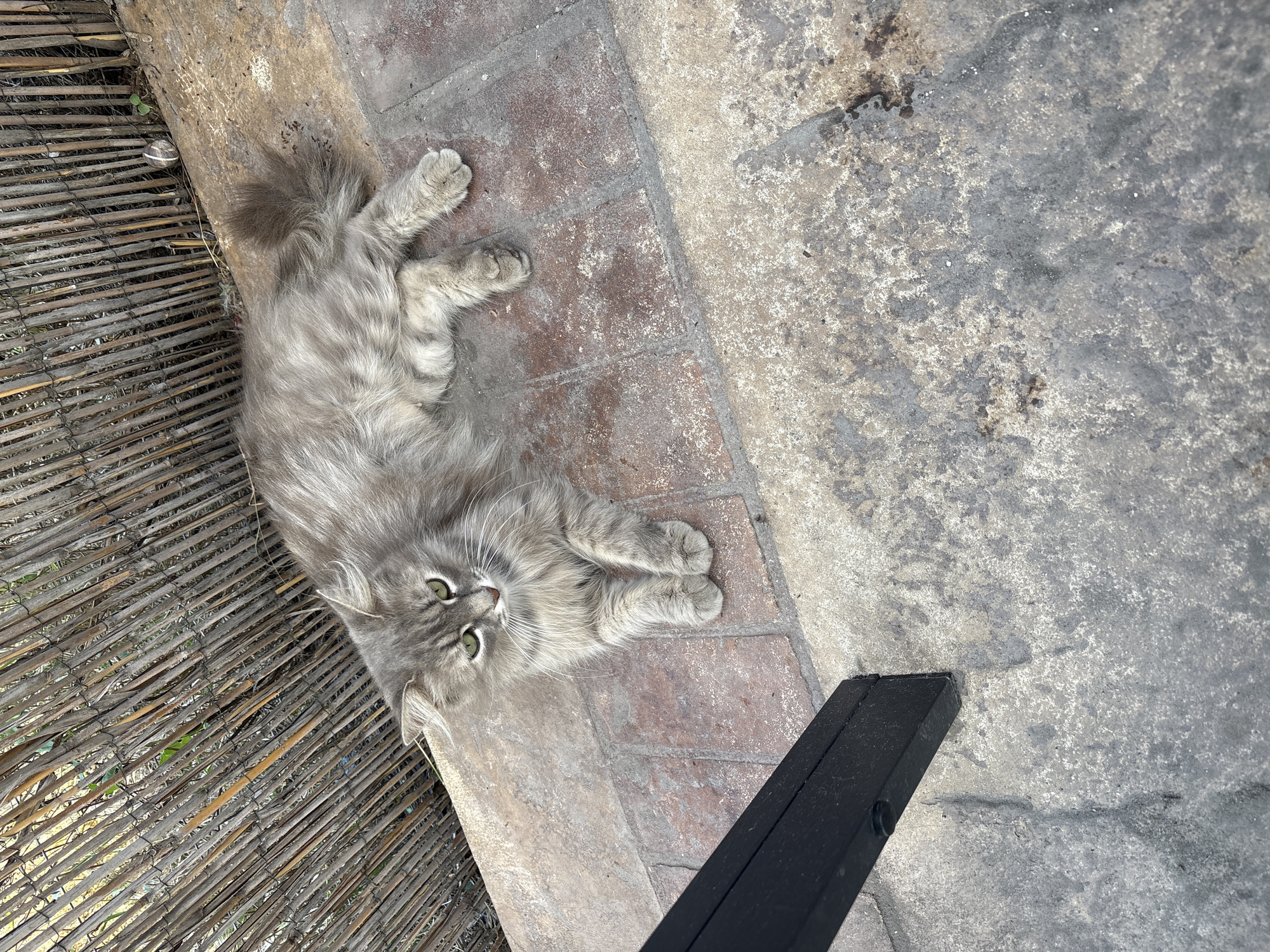A long-haired gray cat with green eyes is lying on a paved area near a bamboo fence. The cat is positioned on its side, with its front paws tucked underneath its body and its hind legs extended. The paved area is made of reddish-brown bricks, some of which appear worn. To the left of the cat, a portion of a black metal object is visible, possibly part of a piece of furniture. The bamboo fence is in the background, with some green foliage visible through its slats. The ground beneath the fence is rough and uneven. The scene appears to be an outdoor setting, likely a yard or patio. There is no specific indication of the city of Panagyurishte, Bulgaria, in the image itself.