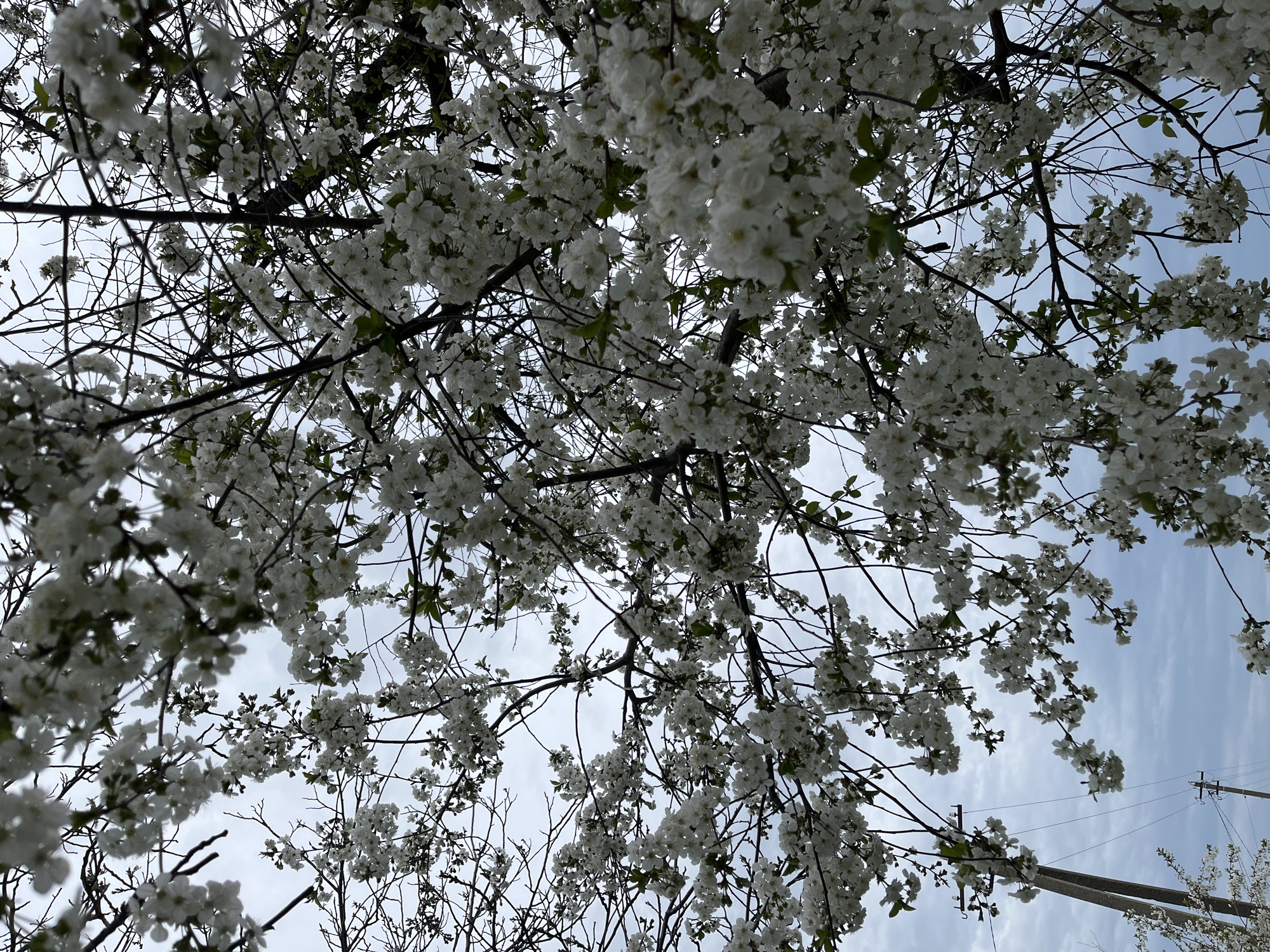 The image provides an upward perspective through the dense branches of a tree in full bloom, likely a fruit tree given the proliferation of small, white flowers. The branches, mostly slender and dark, form a complex network against the sky, with only a few small green leaves visible among the blossoms. The white flowers are clustered together, creating a vibrant, airy canopy that dominates the frame.
The sky visible through the branches varies in tone. On the right side, there are patches of light blue sky with soft, wispy clouds, while towards the left and upper sections, the sky appears a lighter, more uniform grey, suggesting a partly cloudy or overcast day. The lighting is diffused and natural, indicating daylight hours.
In the lower right corner of the original image, two utility poles with overhead power lines are visible against the sky, indicating an outdoor setting in a developed area, rather than a secluded natural landscape. Another flowering tree is partially visible at the bottom right. The image captures the serene beauty of springtime, showcasing the delicate white blossoms against the sky. There is no visible text. The location is Novopokrovskaya, Russia.