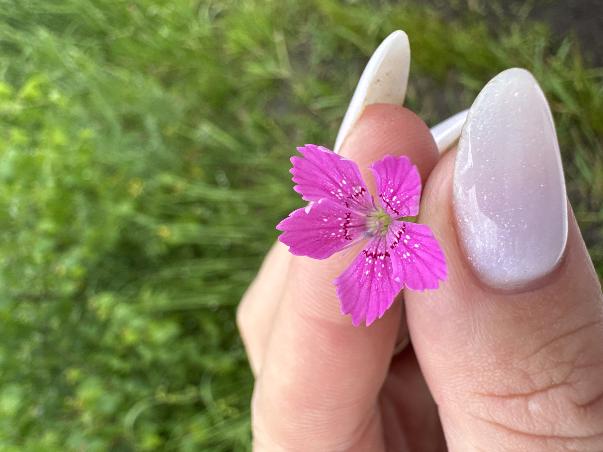 A person's hand with a pink flower and manicured nails is held up in front of a blurred green background, possibly outdoors in a park or garden in Severny, Russia. The flower is small and bright pink with white speckles on its petals. The person's fingernails are long, oval-shaped, and painted a pale, shimmery color. The background is composed of out-of-focus green foliage, suggesting a natural, outdoor setting. The lighting appears to be natural daylight.