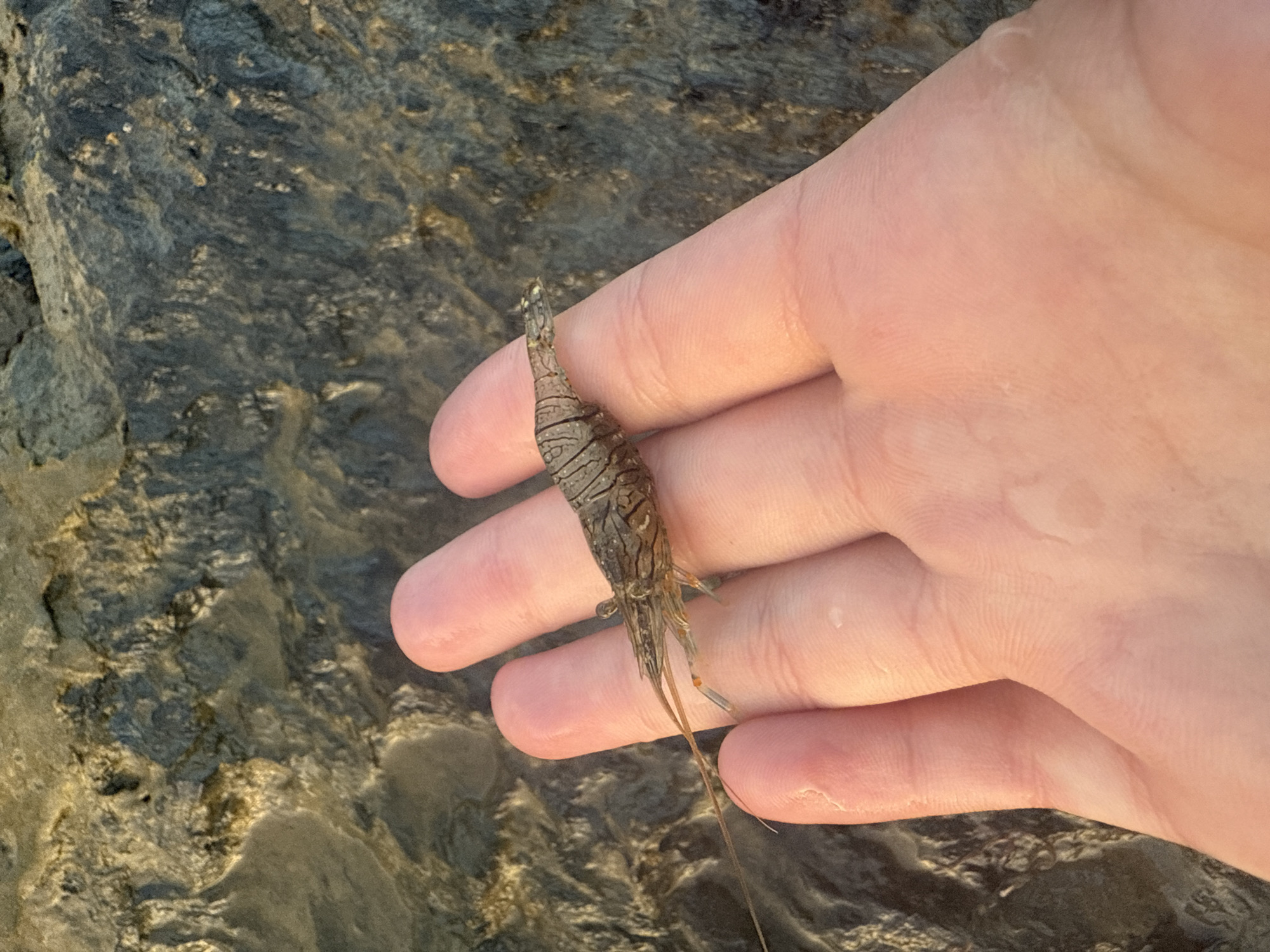 A small, brown and gray striped shrimp rests on the palm of a person's hand. The shrimp is positioned horizontally across the middle and ring fingers, with its head facing right. Its long antennae extend to the left, nearly parallel to the fingers. The shrimp's body is segmented, and its legs are visible underneath. The hand, which appears to be a left hand, is slightly cupped, and the skin is pale with visible wrinkles and some water droplets. The background is a rough, textured surface of dark gray and tan rocks, likely in a shallow body of water. The lighting suggests it is outdoors, possibly during the day. This scene was captured in Sitio de Calahonda, Spain.