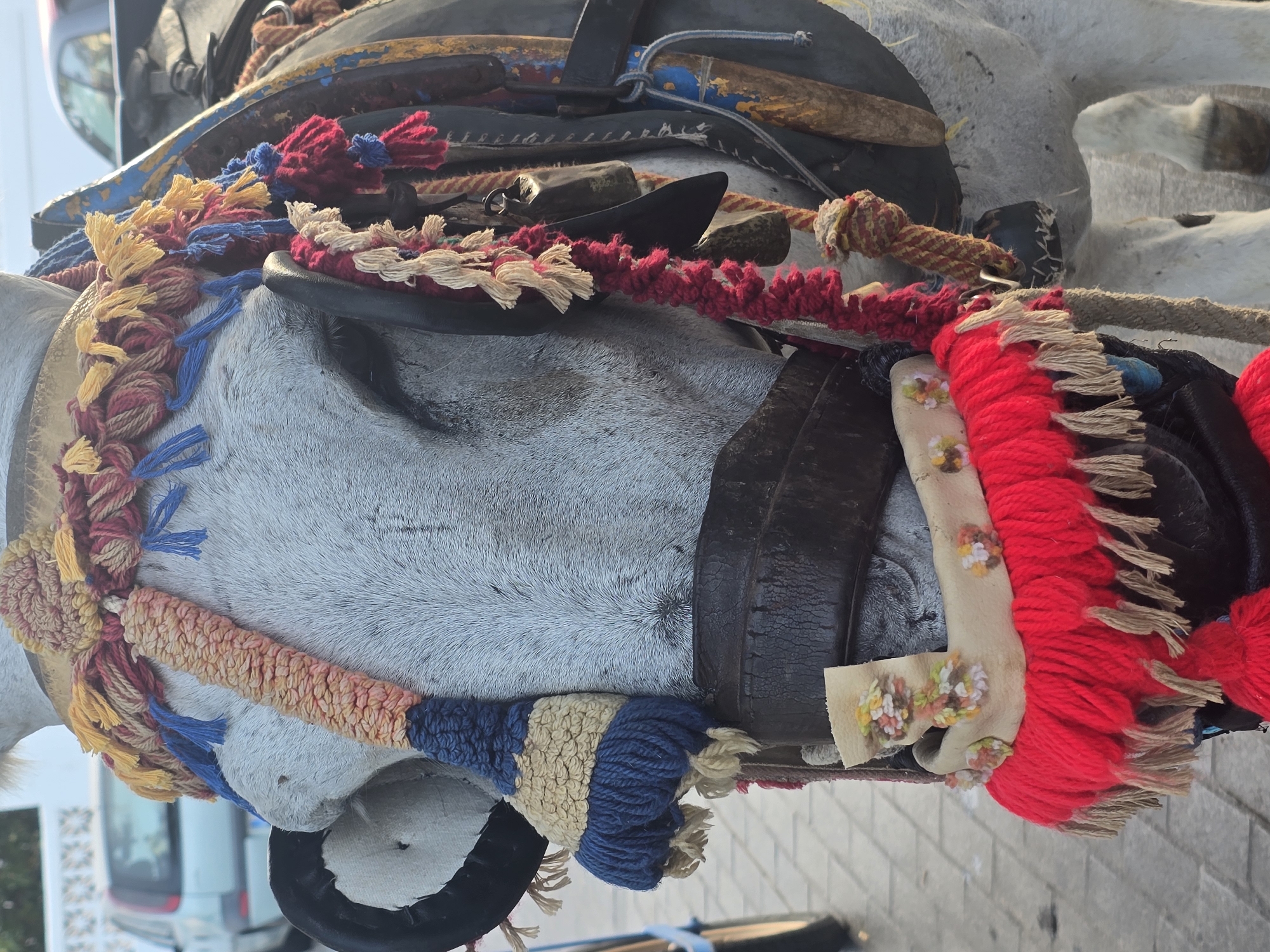 The image shows a close-up of a donkey adorned with colorful, traditional Mijas decoration. The donkey has a white coat with grey speckles and is wearing a saddle. Its head is decorated with braided red, yellow, and blue yarns, as well as a thick, textured band of peach and blue material. A leather halter and bridle are visible, with a strap around its nose decorated with red, tan, and blue fringe. A lighter colored band with small pom-poms is present below the halter. The background shows a paved street and the rear of a light-colored car. This scene is typical of the tourist attractions in the town of Mijas, Andalusia, Spain, known for its donkey taxis.