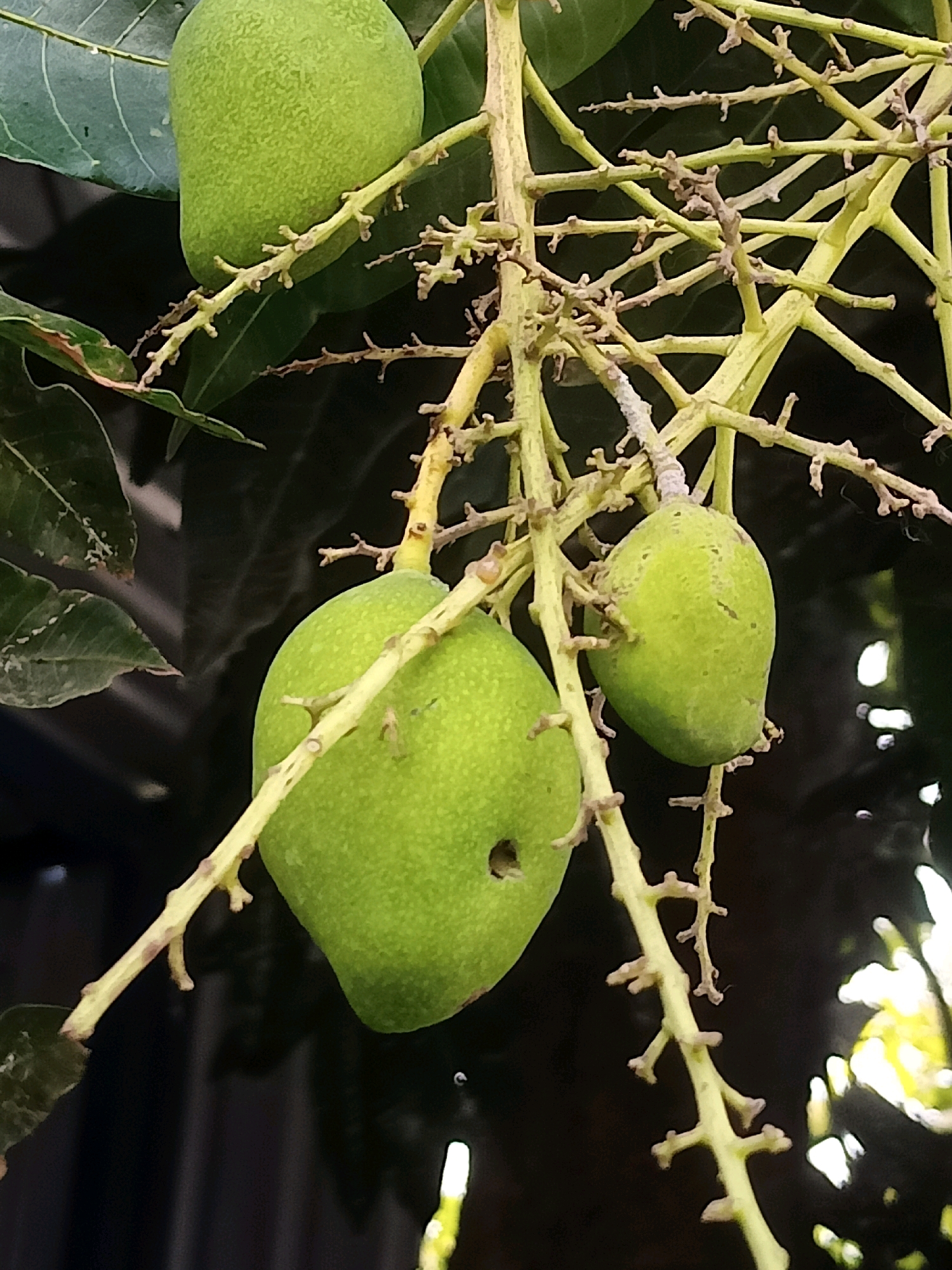 A close-up, vertical shot shows three unripe green mangoes hanging from a tree branch. The largest mango, on the left, is slightly out of focus and has a visible dark spot on its surface. A second, smaller mango hangs to its right, and a third, larger mango is visible at the top of the frame, also slightly out of focus. The branches are thin and woody, with remnants of dried flowers or fruitlets. Green leaves of the mango tree are present in the background, along with dark, out-of-focus shadows that suggest a shaded outdoor environment. The lighting is diffused, indicating it might be an overcast day or the image was taken in shade. The scene is likely in Karangtalun, Indonesia, where mango trees are common.