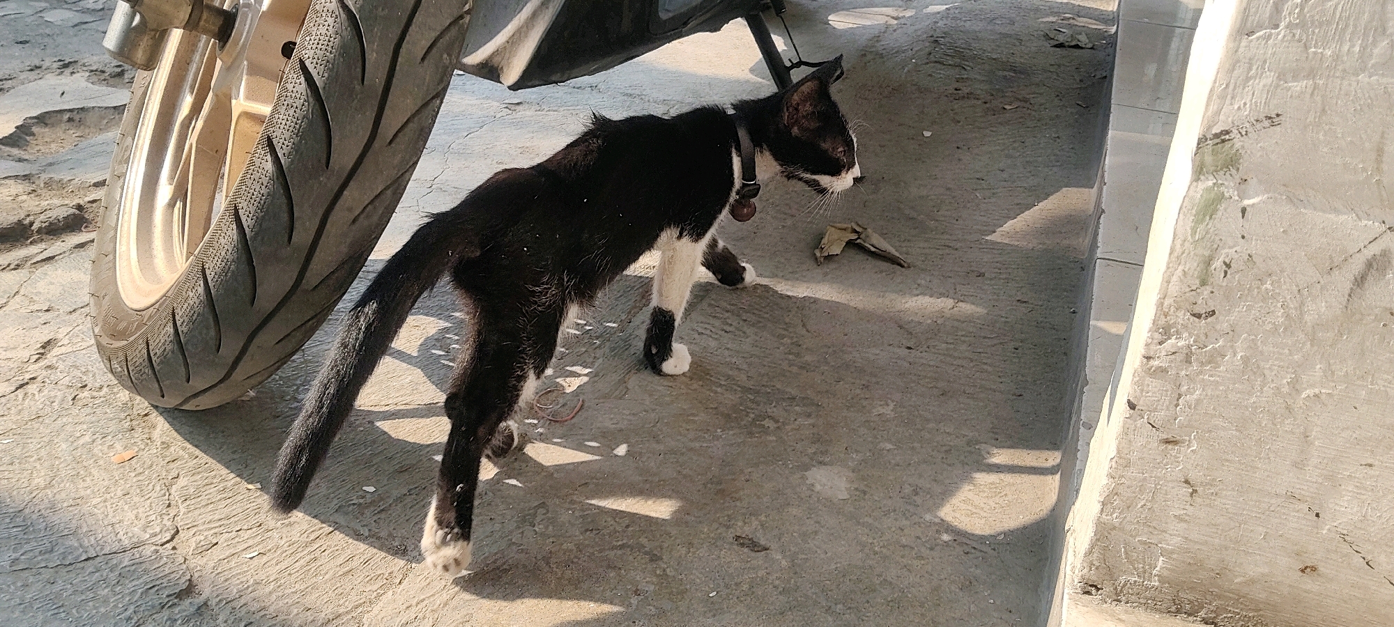 A skinny black and white cat with white paws and a white chest stands on a concrete surface next to a motorcycle tire. The cat is wearing a black collar with a red bell. The cat is facing right, looking towards a piece of dried leaf on the ground. The scene appears to be outdoors, possibly in a residential area of Mekarmukti, Indonesia, given the concrete flooring and the presence of a motorcycle, common modes of transportation in the region. The lighting suggests it is daytime, with shadows cast by the motorcycle and the cat.