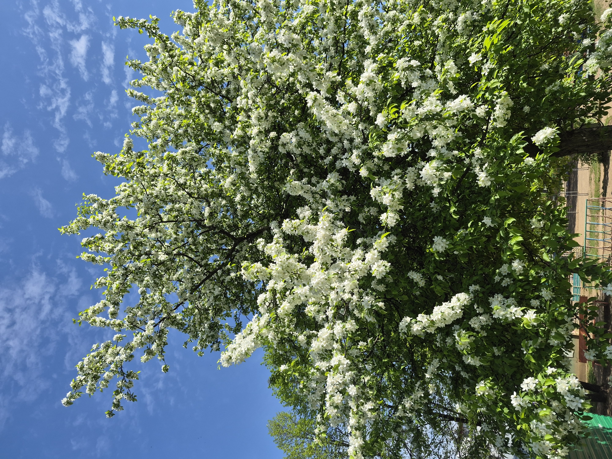The image shows a tree with white blossoms under a blue sky with scattered clouds. The tree is full of flowers and green leaves. In the background, a building and a playground are visible. The location is Unknown, Unknown.