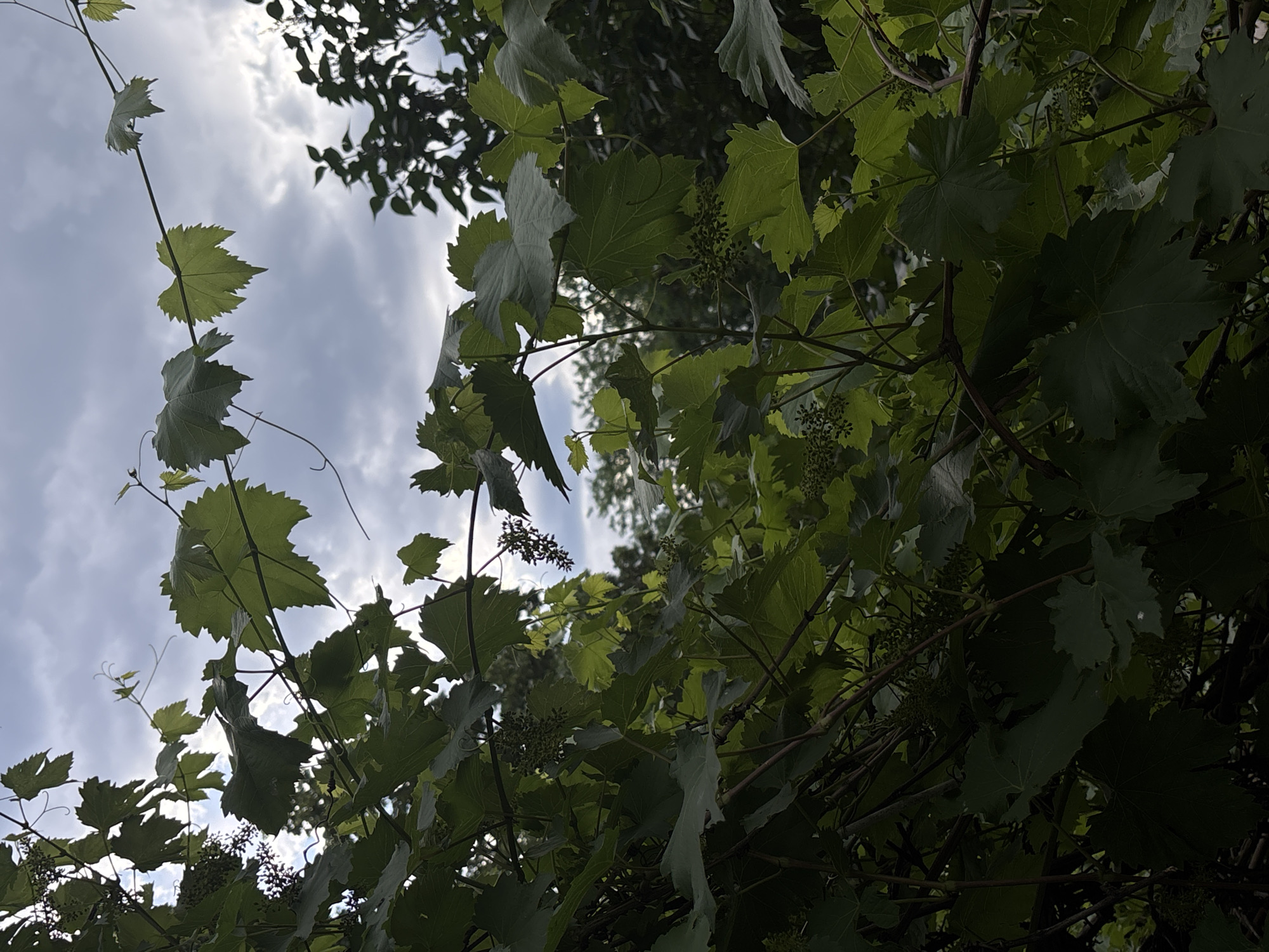 The image shows a close-up view of grapevines against a cloudy sky. The leaves are lush and green, with some appearing to be in shadow while others are more brightly lit by the diffuse sunlight. There are small clusters of developing grapes visible among the leaves. The overall impression is of a natural setting, possibly a garden or vineyard, with the focus on the texture and form of the plant. The location is unknown.