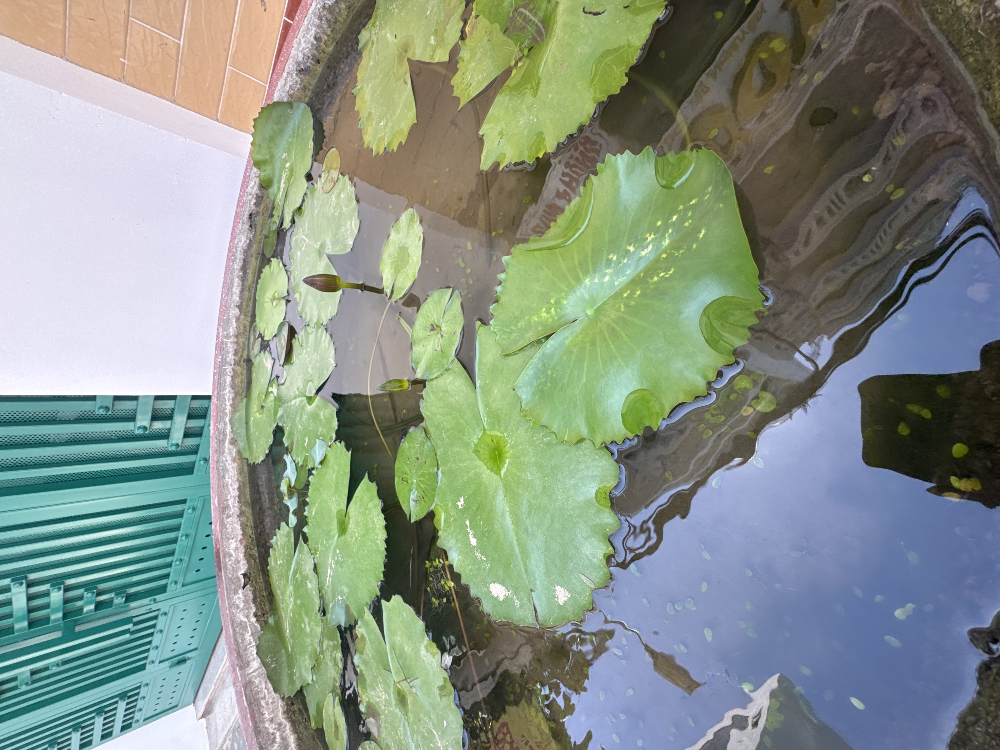 A close-up, high-angle shot captures a shallow, round water basin filled with water, lily pads, and a single lily bud. The basin is made of concrete with a reddish-brown rim and appears to be located outdoors, near a building with a textured, tan-colored tiled wall and a white painted section. To the left of the basin, a portion of a tall, green, slatted metal gate is visible. The water reflects the sky and the surrounding environment, with some debris and small floating green particles visible. The lily pads are large and round, with some showing slight yellowing and water droplets on their surfaces. One lily bud is prominently displayed, a deep reddish-purple color and not yet open. The overall scene suggests a peaceful, natural element within an urban or residential setting in Bac Nha Trang Ward, Vietnam.