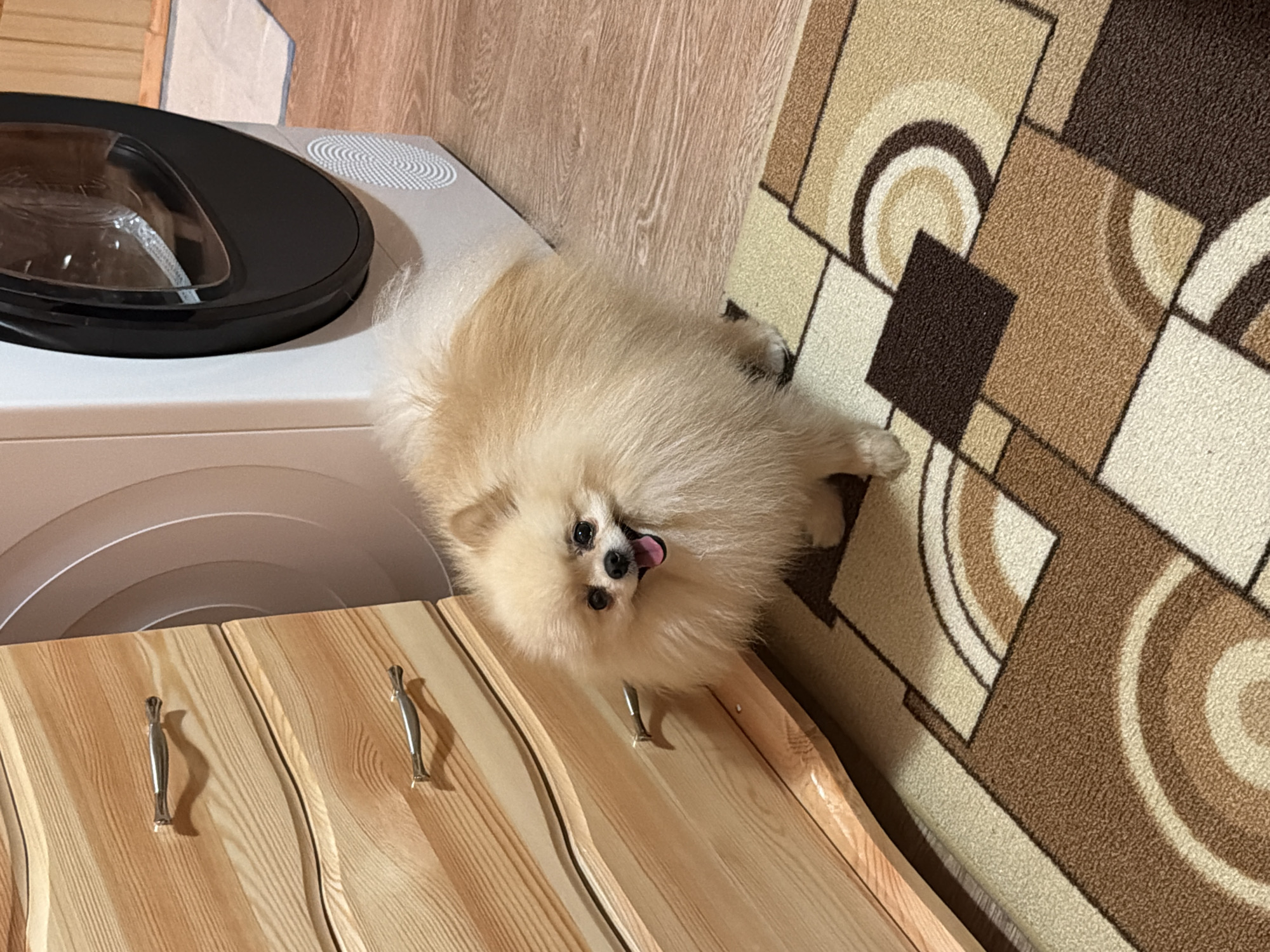 A Pomeranian dog is positioned in a room with several items. The dog is lying near a washing machine with a black circular door, a light-colored wooden dresser with metal handles, and a patterned rug with brown and beige geometric shapes. The precise location of the image is unknown.