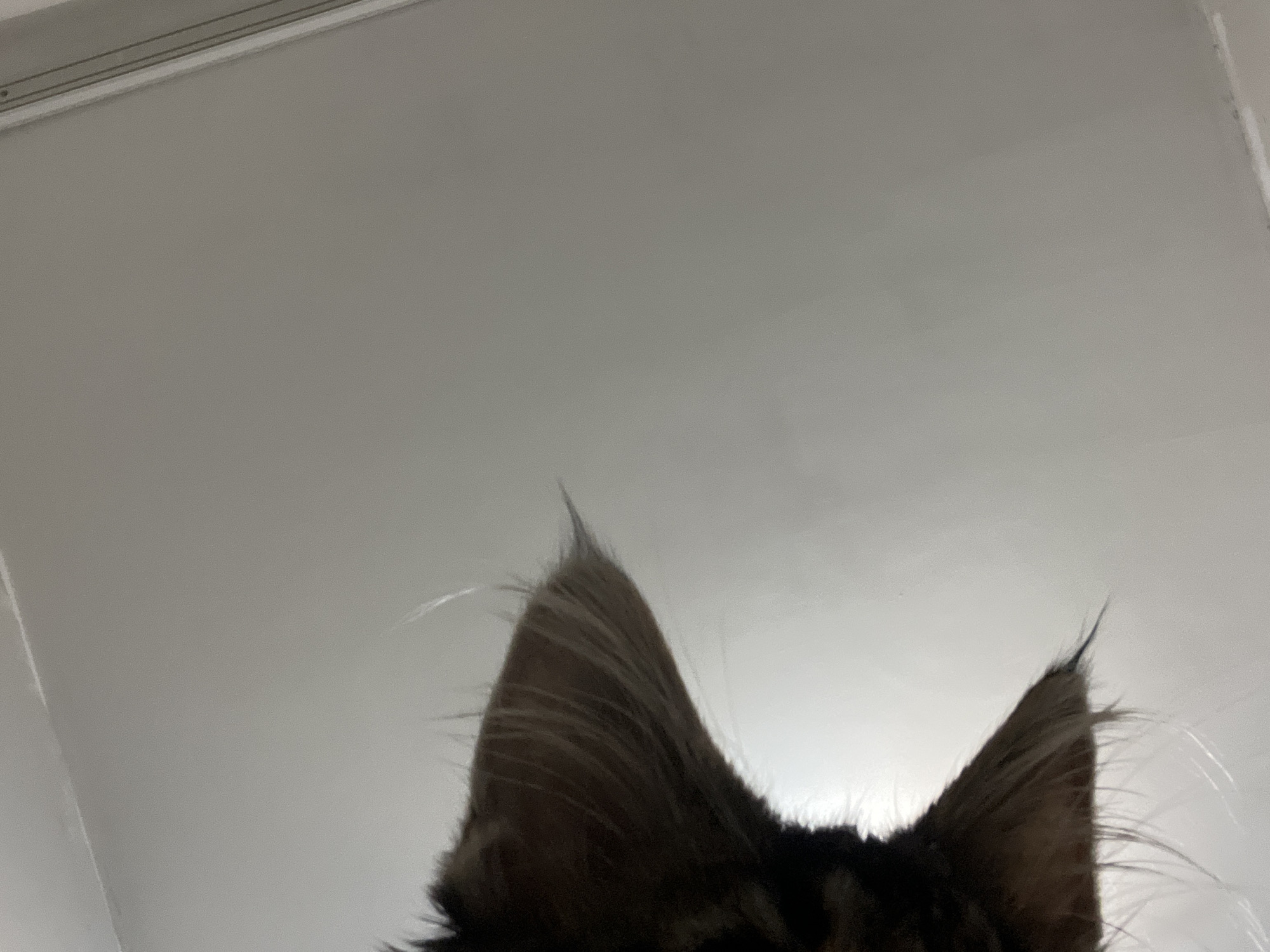 A close-up, low-angle shot shows the fuzzy ears and part of the head of a domestic cat, seen from below. The cat's fur is a mix of dark brown and lighter brown/tan, with some lighter, wispy hairs extending outwards. The background is a plain, light gray surface, possibly a ceiling or a wall. The lighting is soft and diffused. The image is centered on the cat's ears, with the rest of its head obscured. The location is Unknown, Unknown.
