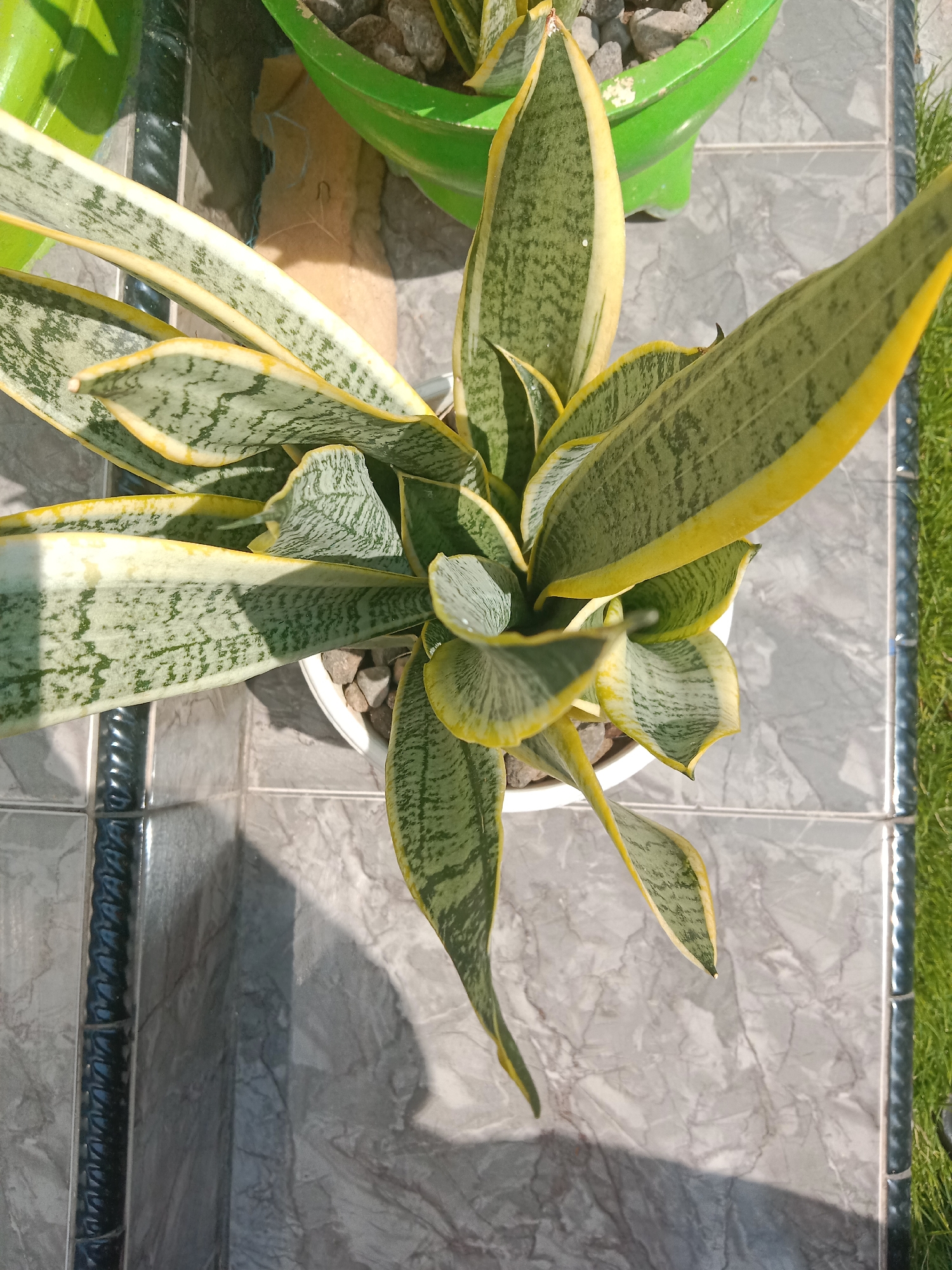 A top-down, medium shot captures a snake plant (Sansevieria trifasciata) in a white pot, set against a gray, marble-patterned tile floor. The plant exhibits its characteristic upright, sword-like leaves, variegated with dark green stripes and edged in a vibrant yellow. Sunlight casts distinct shadows across the tiled surface, indicating an outdoor setting, possibly a patio or garden. In the background, portions of green planters with decorative stones are visible, along with a strip of lush green grass on the right edge of the frame. The scene appears to be located in Probolinggo, Indonesia, a city known for its tropical climate and abundance of greenery. There are no people or animals present in the image.