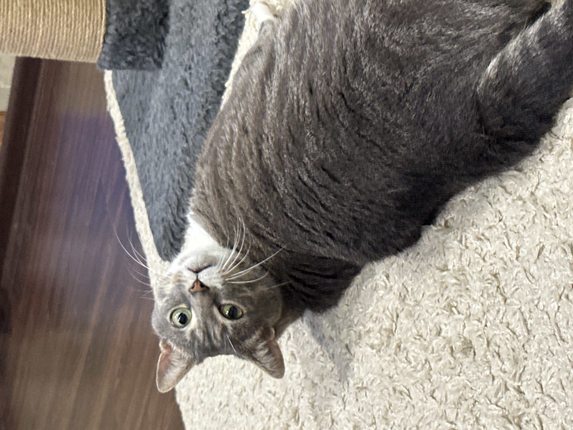 A grey tabby cat with white fur on its chest and chin lies on its back on a textured cream-colored rug. The cat is looking upwards and to its left with large green eyes. Its ears are pointed upwards, and its head is tilted. A portion of a dark grey carpeted surface with a brown sisal-wrapped scratching post is visible to the right of the cat, and a dark brown wooden floor is in the background. The lighting suggests an indoor environment.