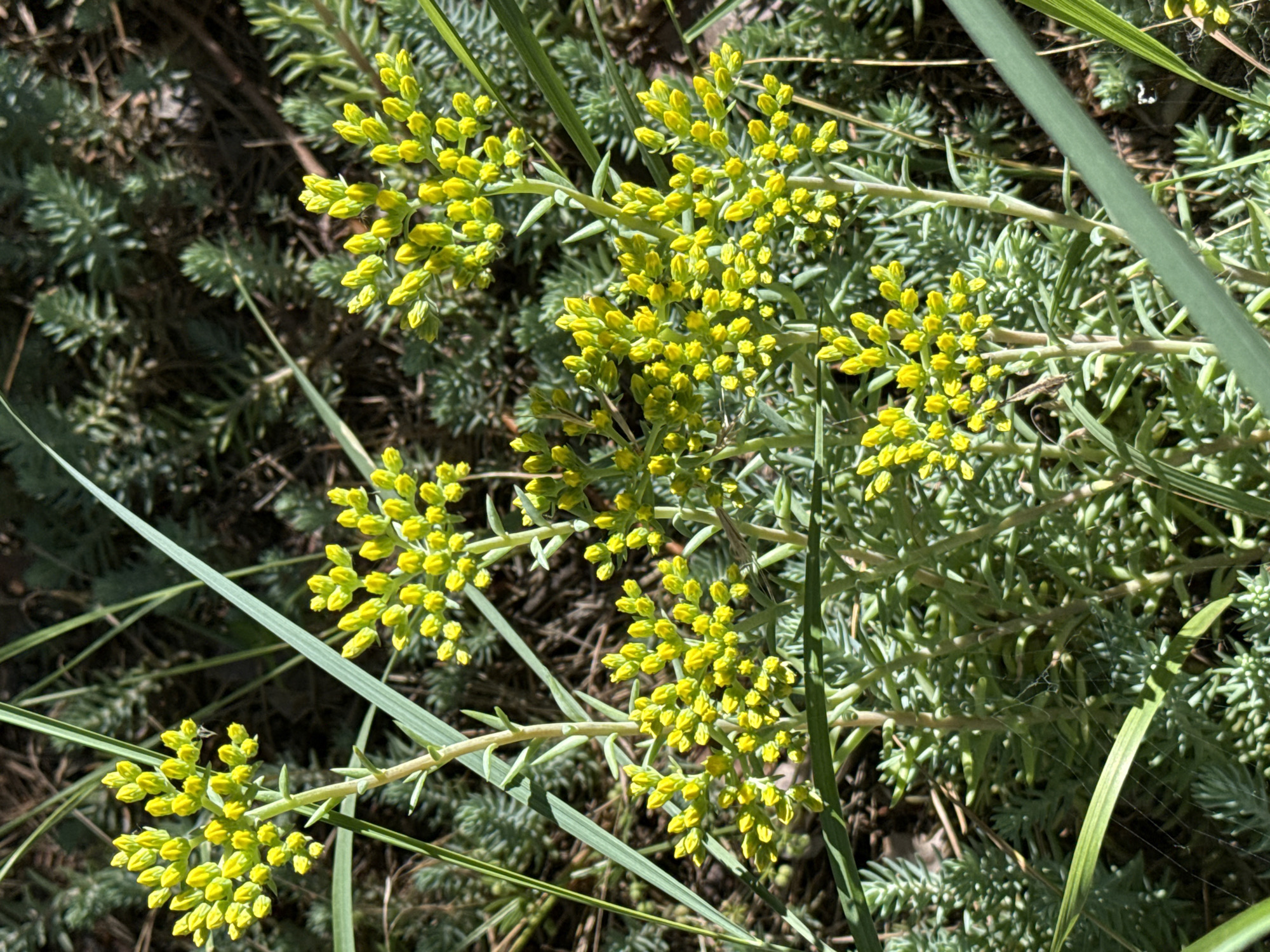 A close-up, top-down view captures a cluster of small, bright yellow flowers on slender green stems, interspersed with blades of long, thin green grass. The flowers are densely packed in rounded clusters at the tops of the stems. The background consists of a carpet of low-lying, needle-like green foliage, likely a ground cover plant, with dark soil visible in patches. Sunlight creates dappled shadows and highlights on the plants. A delicate spiderweb is visible in the lower center of the image, stretched between the plant stems. The setting appears to be an outdoor garden or natural area. There are no people, animals, or specific man-made objects. The location is identified as Korobivka, Ukraine.