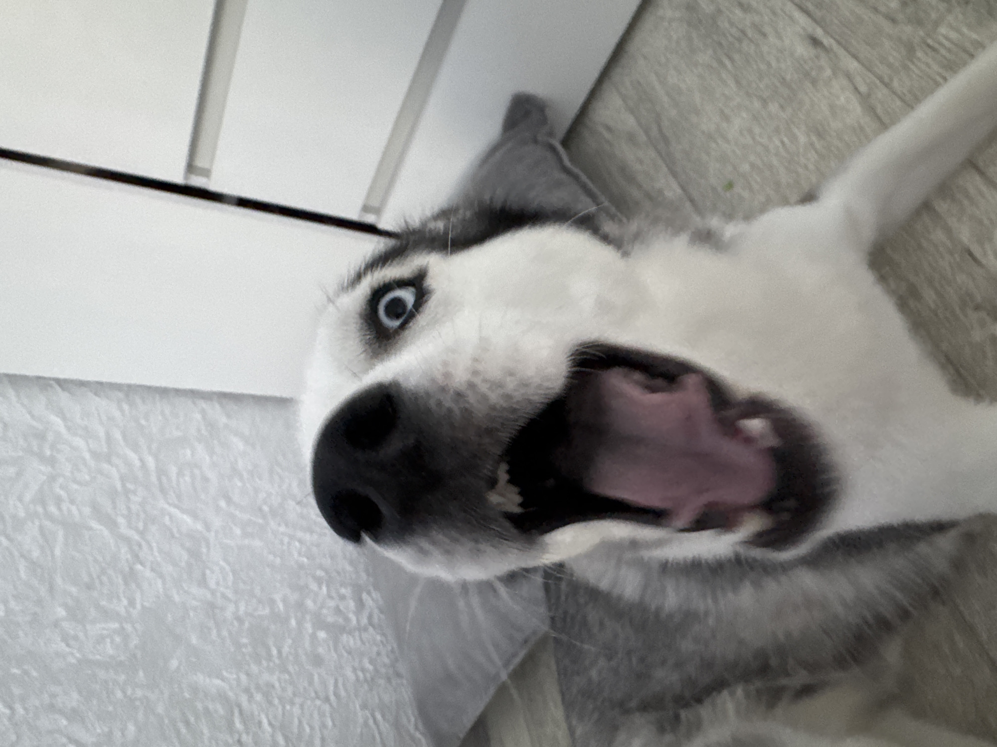 A husky dog is captured in a close-up, low-angle shot, appearing to lie on its back or side indoors. Its mouth is wide open, revealing a pink interior, possibly mid-yawn, bark, or playful expression. The dog's striking bright blue eyes are wide and focused upwards, adding to a surprised or exaggerated look. Its fur is a mix of white and grey, typical of the breed, with a prominent black nose.
The background consists of light-colored interior surfaces. To the upper left, there are white panels, possibly part of a door or furniture, with a thin, dark line indicating a seam or shadow. A textured, light-colored wall or wallpaper is visible to the lower left. The floor, seen on the right, appears to be a light grey wood or laminate, showing some grain. The overall lighting suggests a well-lit indoor environment. There is no visible text in the image. The composition is dynamic, with the camera angled to emphasize the dog's face and playful demeanor.