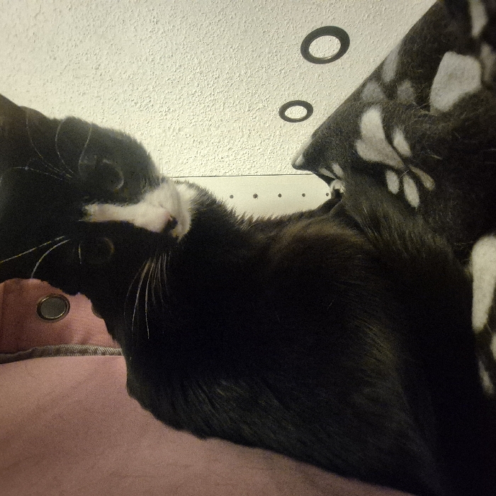 A black and white tuxedo cat is depicted in an indoor domestic setting, identified as Strasbourg, France. The cat is positioned centrally, facing directly towards the viewer with a slight head tilt. Its fur is predominantly black, with distinct white markings on its nose, muzzle, chin, and chest. White whiskers are prominent. The cat sits on a dark-colored textured blanket or pet bed featuring lighter, possibly white or light grey, paw print patterns. To the cat's left, a segment of pink fabric with a visible dark circular grommet is present, potentially part of a curtain or pet furniture. The background on the right reveals a light-colored, textured wall displaying several dark circular motifs, including a vertical series of small dots and two larger, distinct rings. The scene is illuminated by an indoor light source.