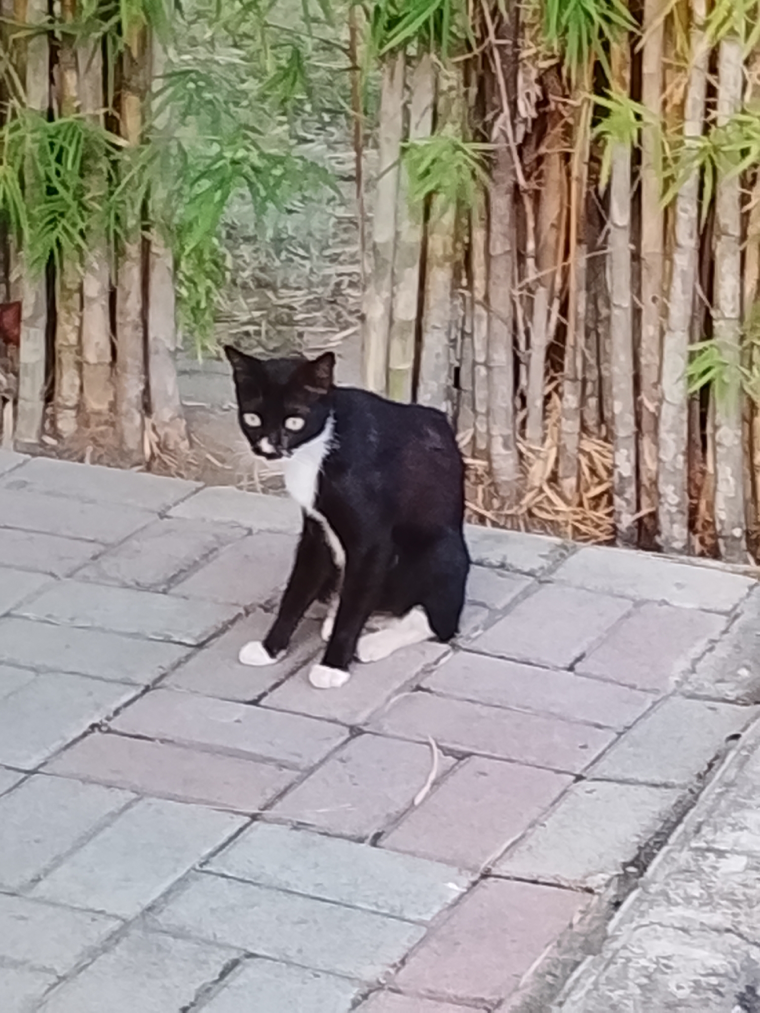 A black and white cat is sitting on a paved walkway with bamboo stalks in the background. The cat is looking towards the camera with its ears perked up. The walkway is made of gray rectangular pavers laid in a herringbone pattern. The bamboo stalks are tall and thin, with some green leaves visible. The scene appears to be outdoors in a public area. The location is Lhokseumawe, Indonesia.