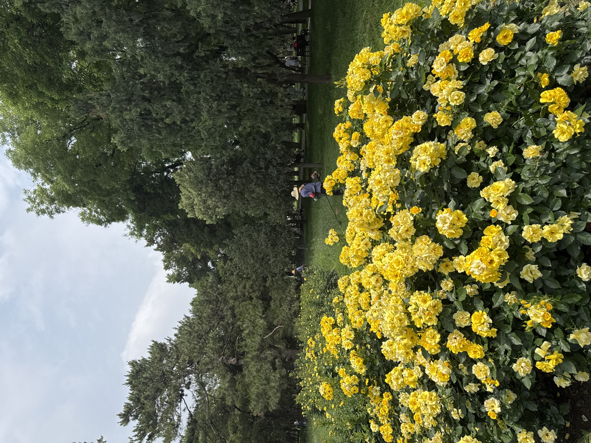 The photograph captures a vibrant scene in Dongcheng District, China. The foreground is dominated by a dense hedge of yellow roses, their bright color contrasting with the deep green foliage. Behind the roses lies a grassy area lined with trees, providing shade and depth to the scene. In the middle ground, a person wearing a straw hat and blue clothing is seen working, possibly gardening or tending to the area. In the distance, other individuals can be seen sitting on benches under the trees, suggesting a park or public garden setting. The sky is partly cloudy, casting a soft light on the landscape.