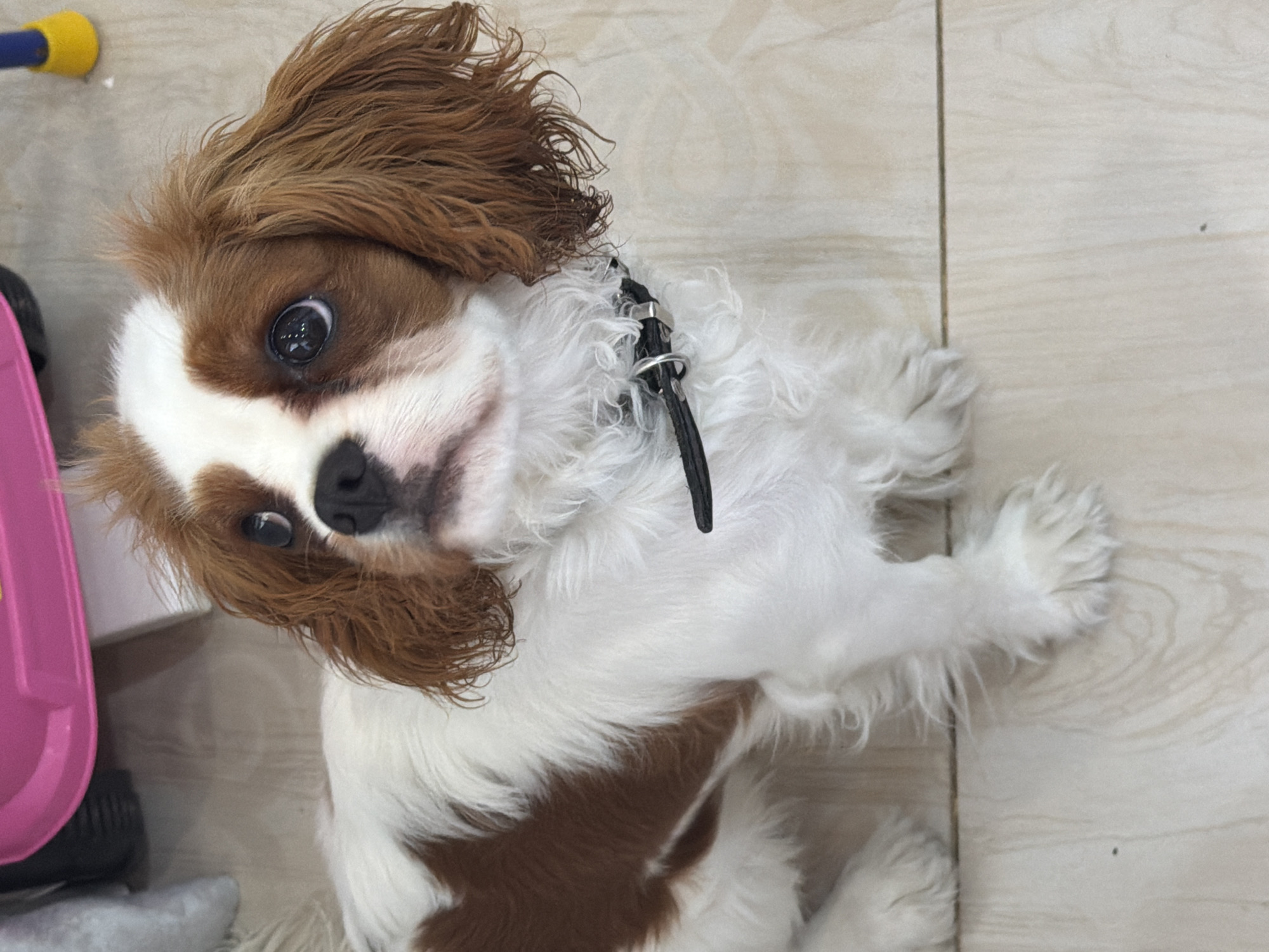 The media file is an eye-level, slightly overhead, close-up shot of a Cavalier King Charles Spaniel puppy lying on a light-colored, wood-plank floor. The puppy has chestnut and white fur, with prominent brown markings around its eyes and ears. Its eyes are wide open and dark, looking directly at the camera. The puppy is wearing a black collar with a silver buckle.
To the left of the puppy, a portion of a bright pink object with a black wheel is visible, possibly part of a toy or a stroller. A yellow object with a blue tip is also partially visible in the top left corner. The lighting appears to be natural, suggesting an indoor setting. The overall mood is casual and intimate, capturing a moment with the young dog. There is no visible text in the image.