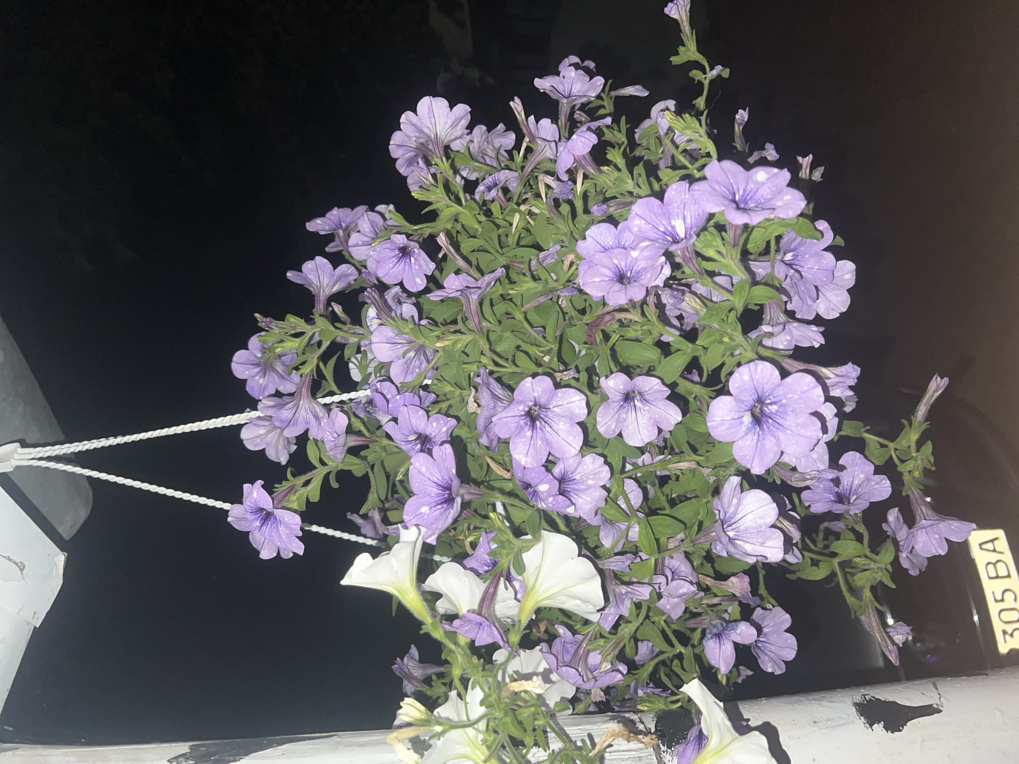 A hanging basket of purple petunias with a few white petunias is displayed in front of a dark background, possibly indicating nighttime. The basket is suspended by white ropes from an overhead structure, which appears to be weathered and peeling paint. A white pole with some black markings is visible on the left side of the image, and a yellow sign with the numbers "305 BA" is attached to it near the bottom. The petunias have delicate, trumpet-shaped flowers, many with lighter speckles. The scene is likely located outdoors in a residential or public area. No people are present.