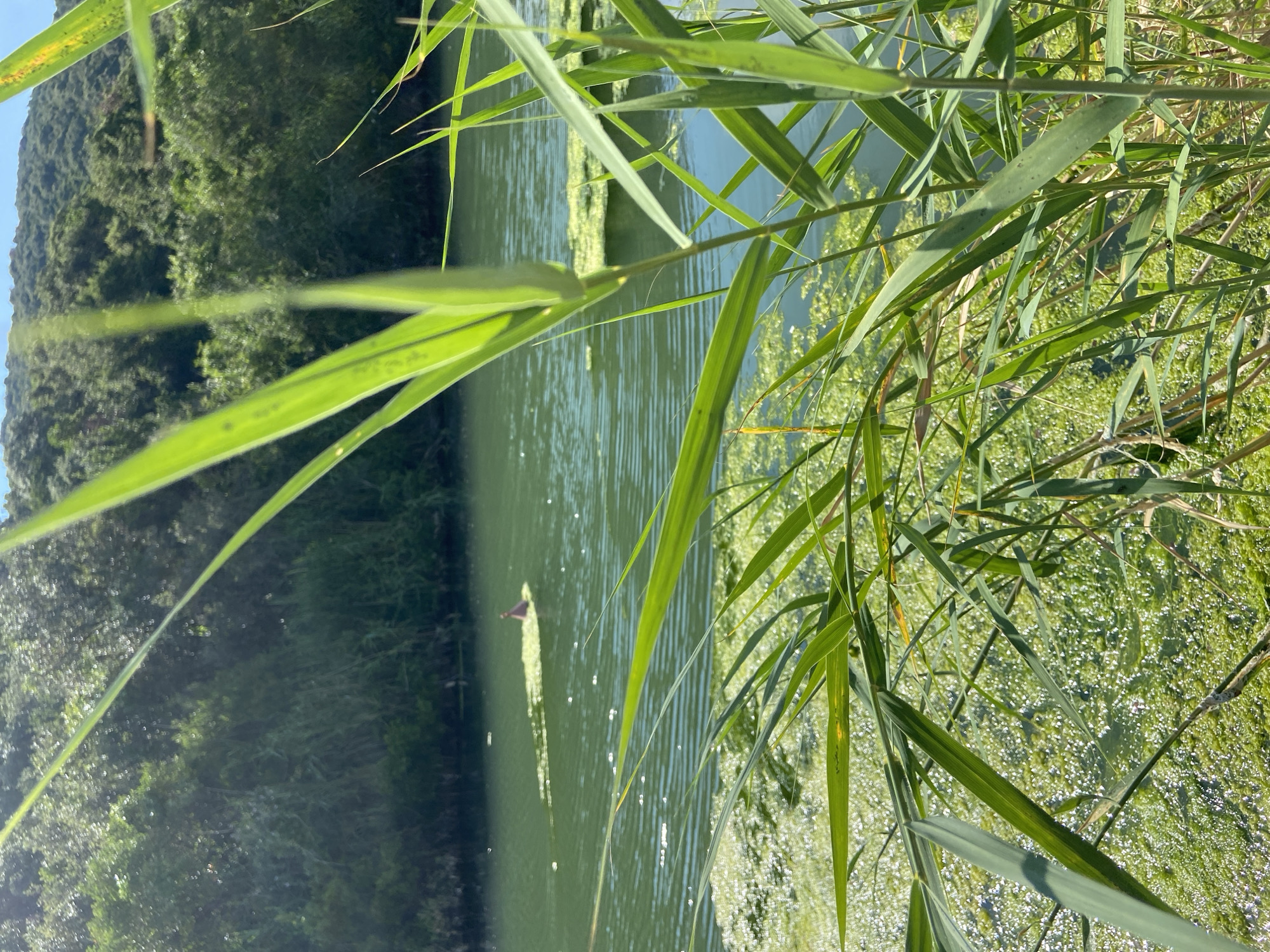 The image depicts a tranquil body of water, likely a river or a small bay, with lush green vegetation framing the foreground and forming the backdrop. Tall reeds and grasses dominate the immediate foreground, their slender leaves and stalks catching the sunlight, creating a natural screen through which the water and distant scenery are viewed. The water itself is a vibrant green, rippling gently, with patches of algae floating on its surface. In the middle ground, a small, reddish-brown object, possibly a buoy or a marker, is visible protruding from a cluster of floating greenery. The far bank of the water is densely covered with a variety of trees and shrubs, their foliage a deep green, suggesting a natural, untamed environment. Beyond the vegetation, rolling hills rise up, their slopes covered in more trees, with a clear blue sky visible above. The overall impression is one of natural beauty and serenity. This scene is located in Prijevor, Montenegro.