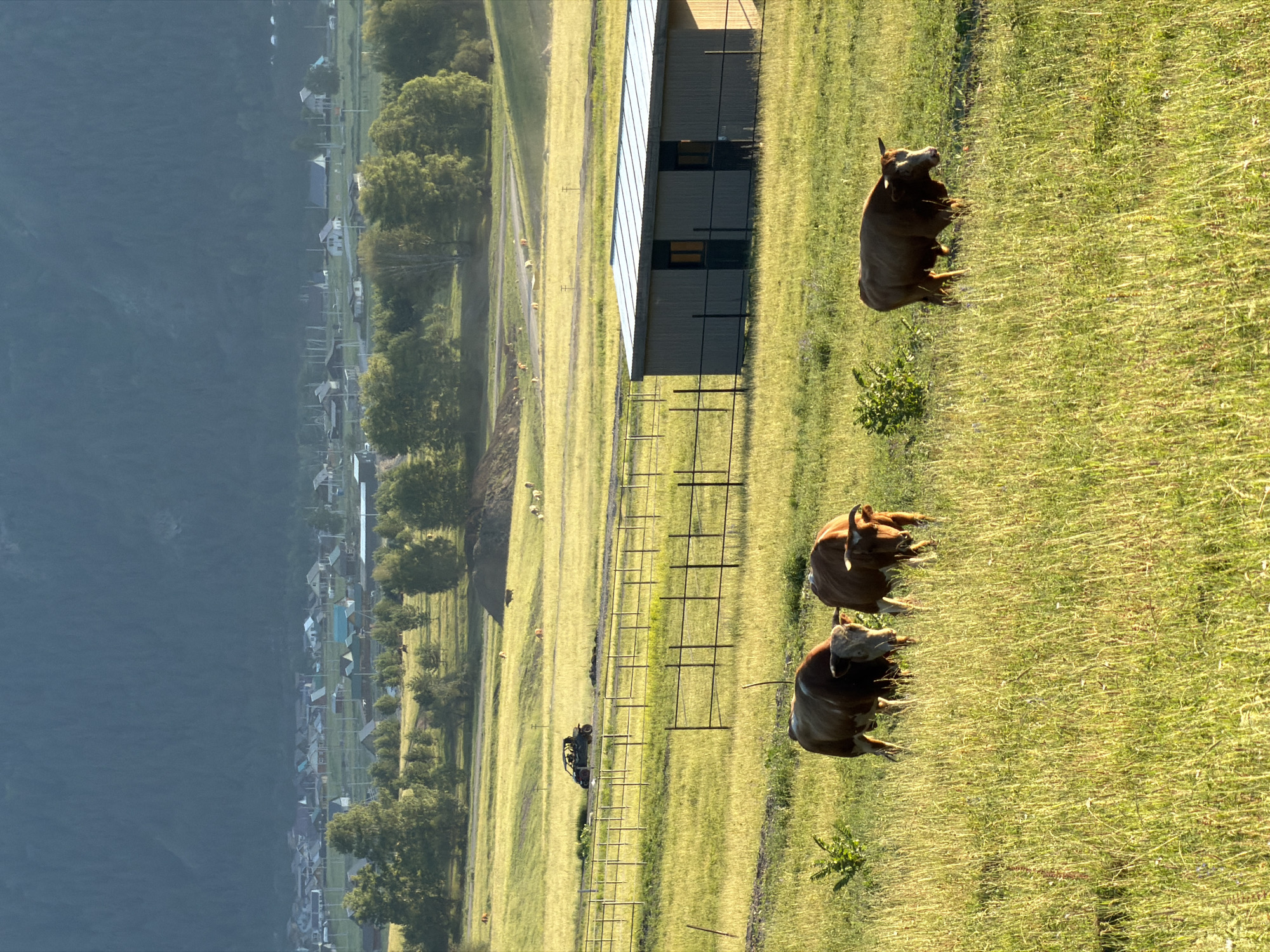 The image depicts a rural scene in Elekmonar, Russia, likely in the late afternoon due to the warm, golden light illuminating the grassy field. The sun casts long shadows, indicating a low angle in the sky. A cluster of buildings, possibly a small village or farmstead, is visible in the mid-ground, nestled at the base of a dark, imposing mountain that dominates the left side of the frame. The mountain's slope is steep and largely devoid of vegetation, creating a stark contrast with the lush green fields.
In the foreground and mid-ground, several cattle are present in the pasture. Three of them are lying down in the tall grass, appearing relaxed and undisturbed. Another cow is standing and looking towards the right side of the image. The cattle are reddish-brown in color. Beyond the field, a long, narrow building with a metal roof, likely a barn or storage facility, is situated. A fence line runs parallel to the building. A dirt road or path winds through the field, leading towards the distant village. Further in the distance, a small, dark vehicle, possibly an ATV or utility vehicle, is parked near the fence line. Scattered across the field are various trees and shrubs. The overall atmosphere is serene and pastoral, capturing a quiet moment in a rural setting. No text is visible in the image.