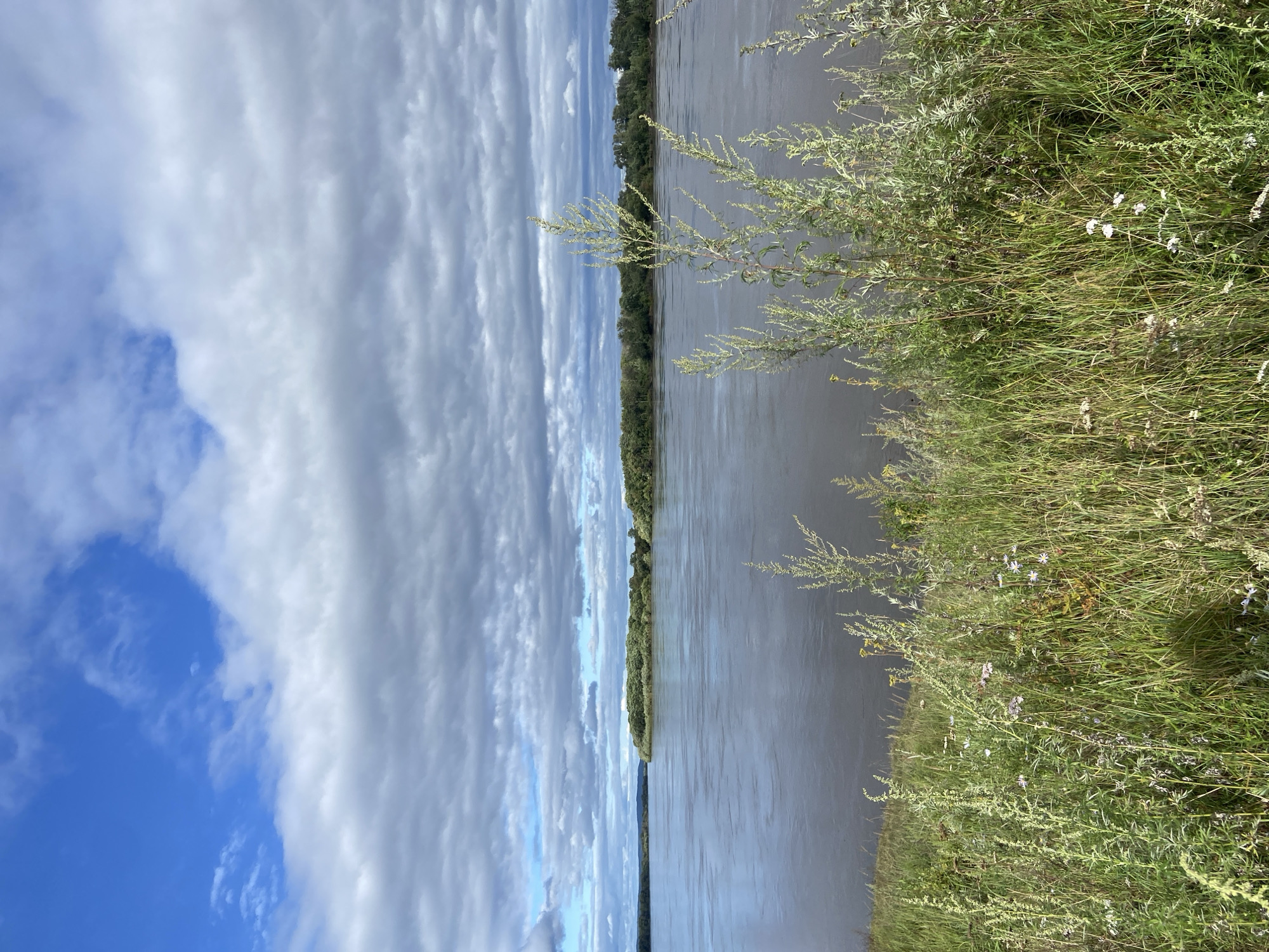 The image shows a wide, calm river under a cloudy sky. The foreground is filled with tall green grass and wildflowers, with some taller, feathery plants reaching upwards. In the middle ground, the river stretches towards a tree-lined shore with a small island covered in dense green foliage. The background features more distant, hazy landforms. The overall impression is of a natural, serene landscape. No people or specific man-made structures are visible in the image.
